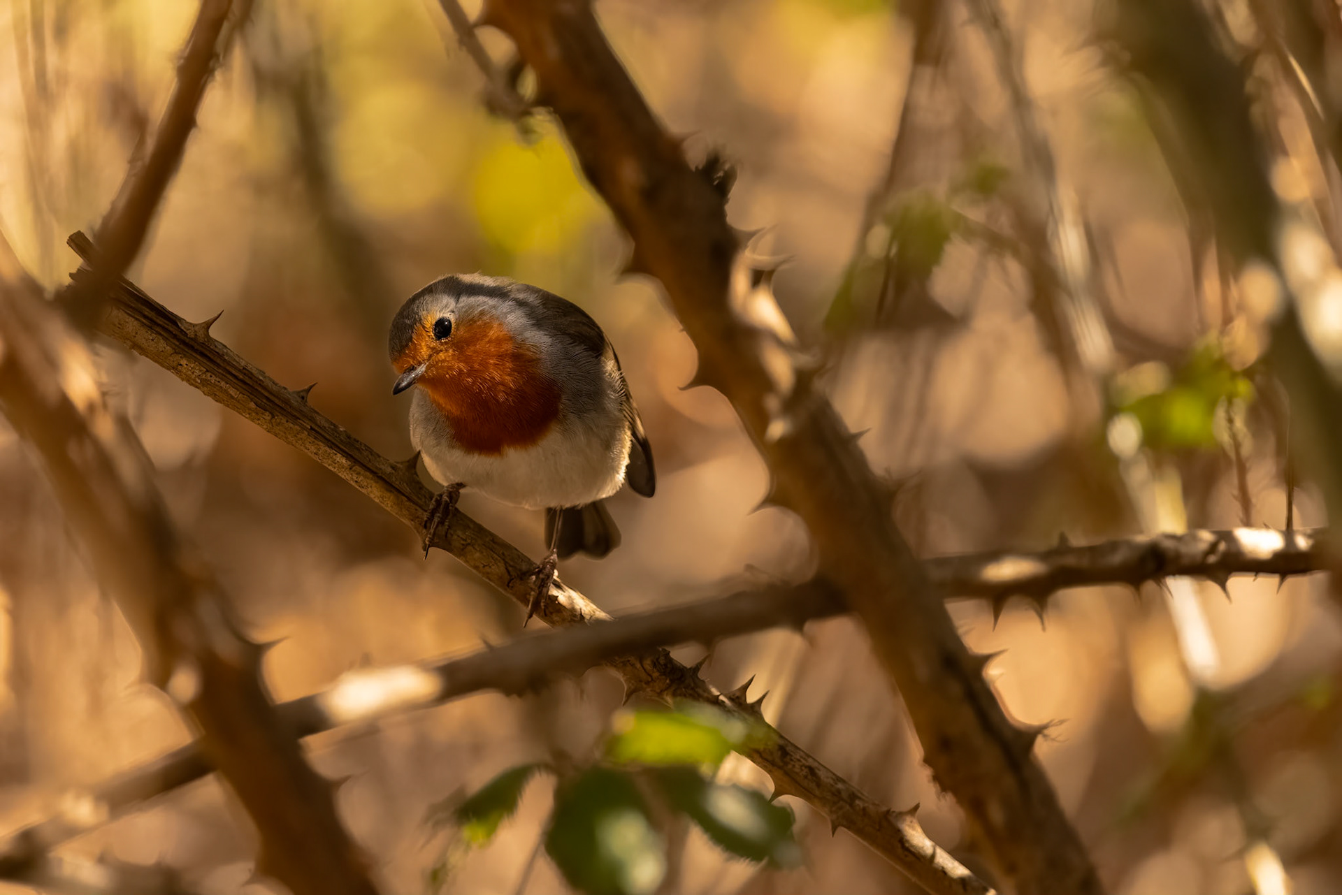 European Robin (Erithacus rubecula superbus)