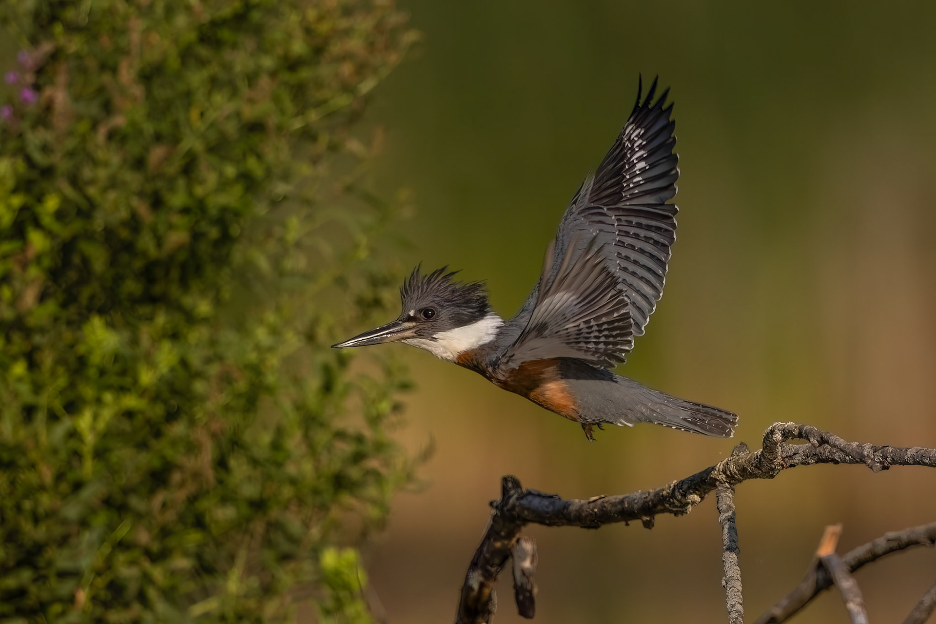Female Belted Kingfisher