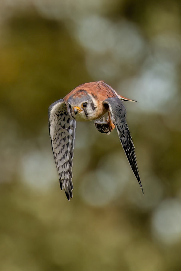 "Got dinner!" American Kestrel (Falco sparverius)