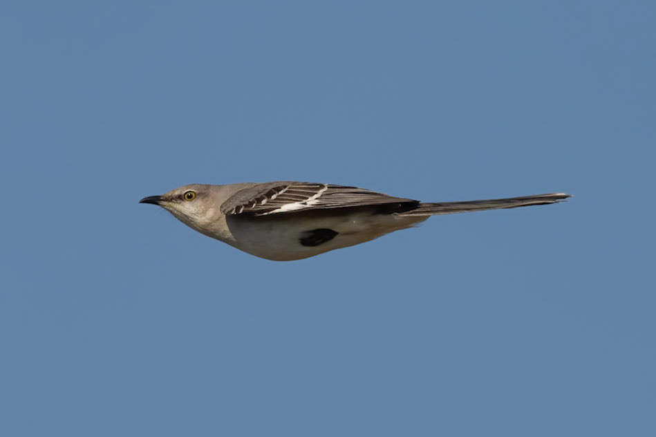 "The Rocket" Northern Mockingbird (Mimus Polyglottos)