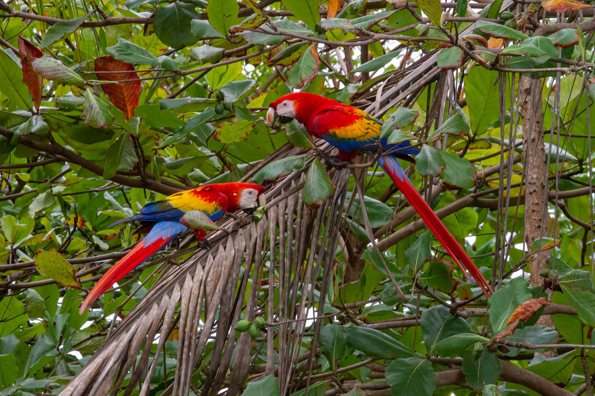 Scarlet Macow (Ara macao cyanoptera)
