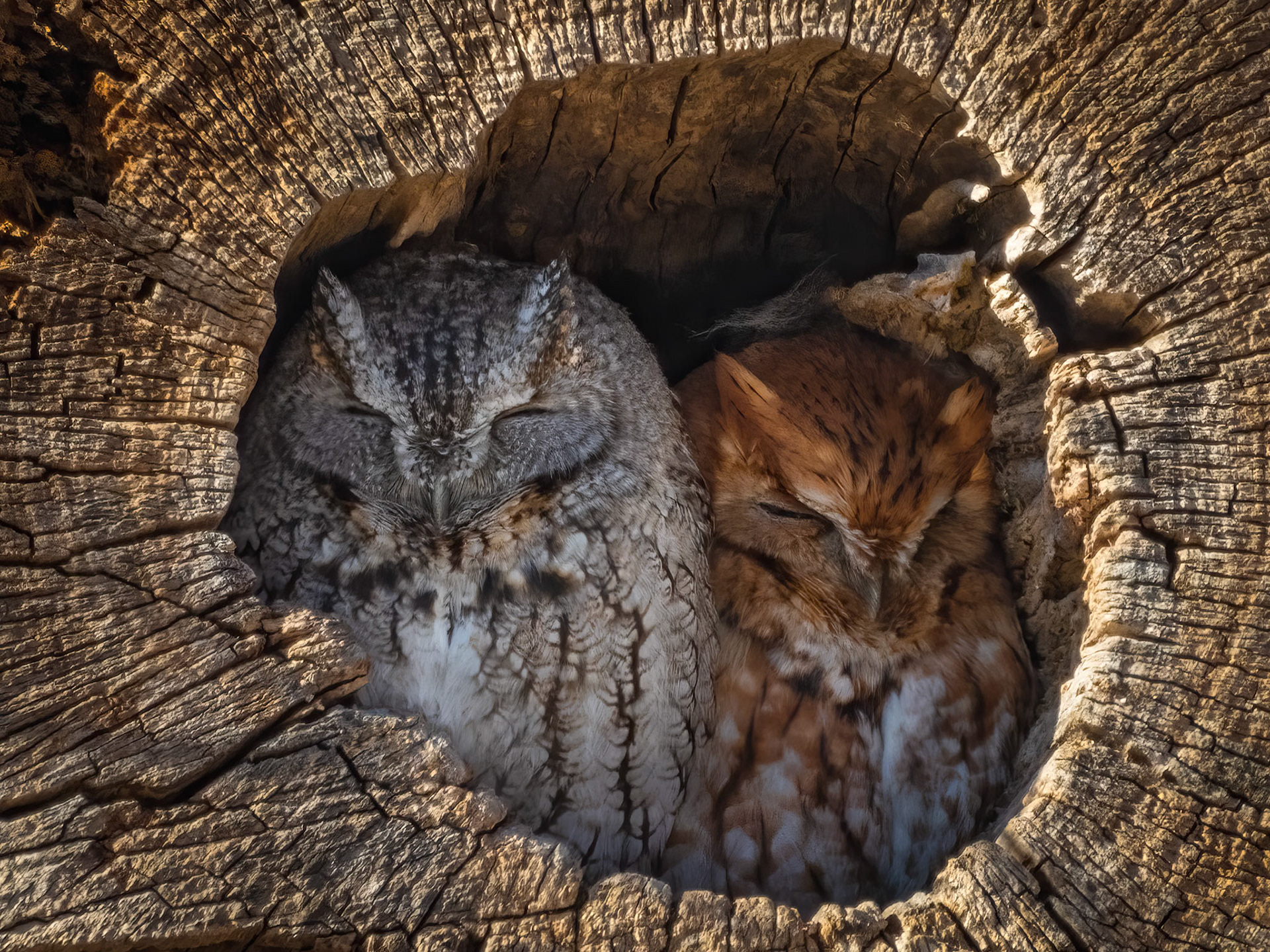 "Inseparable Sleepyhead" Eastern Screech Owl