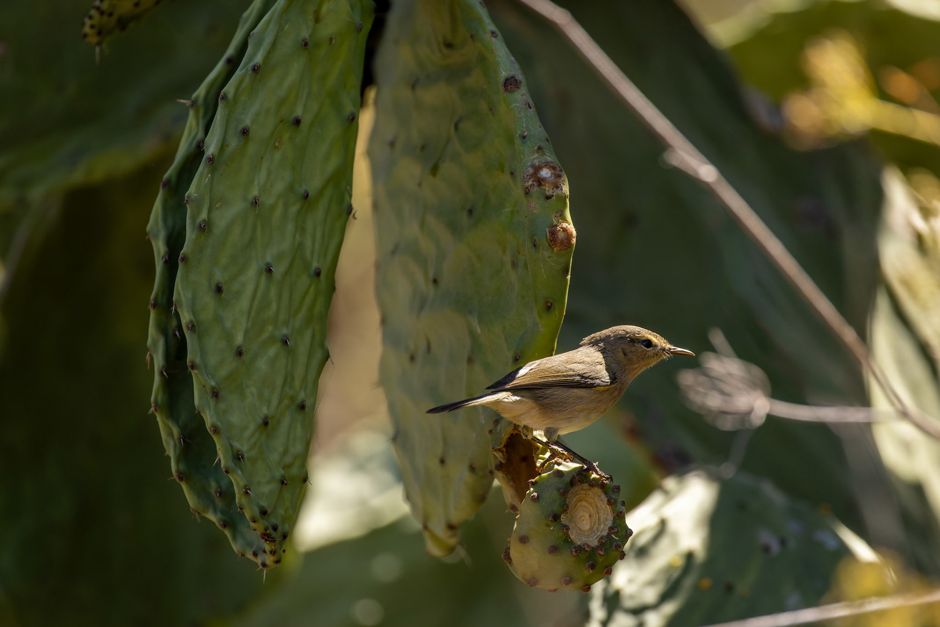 Canary Islands Chiffchaff (Phyloscopus Canariensis)