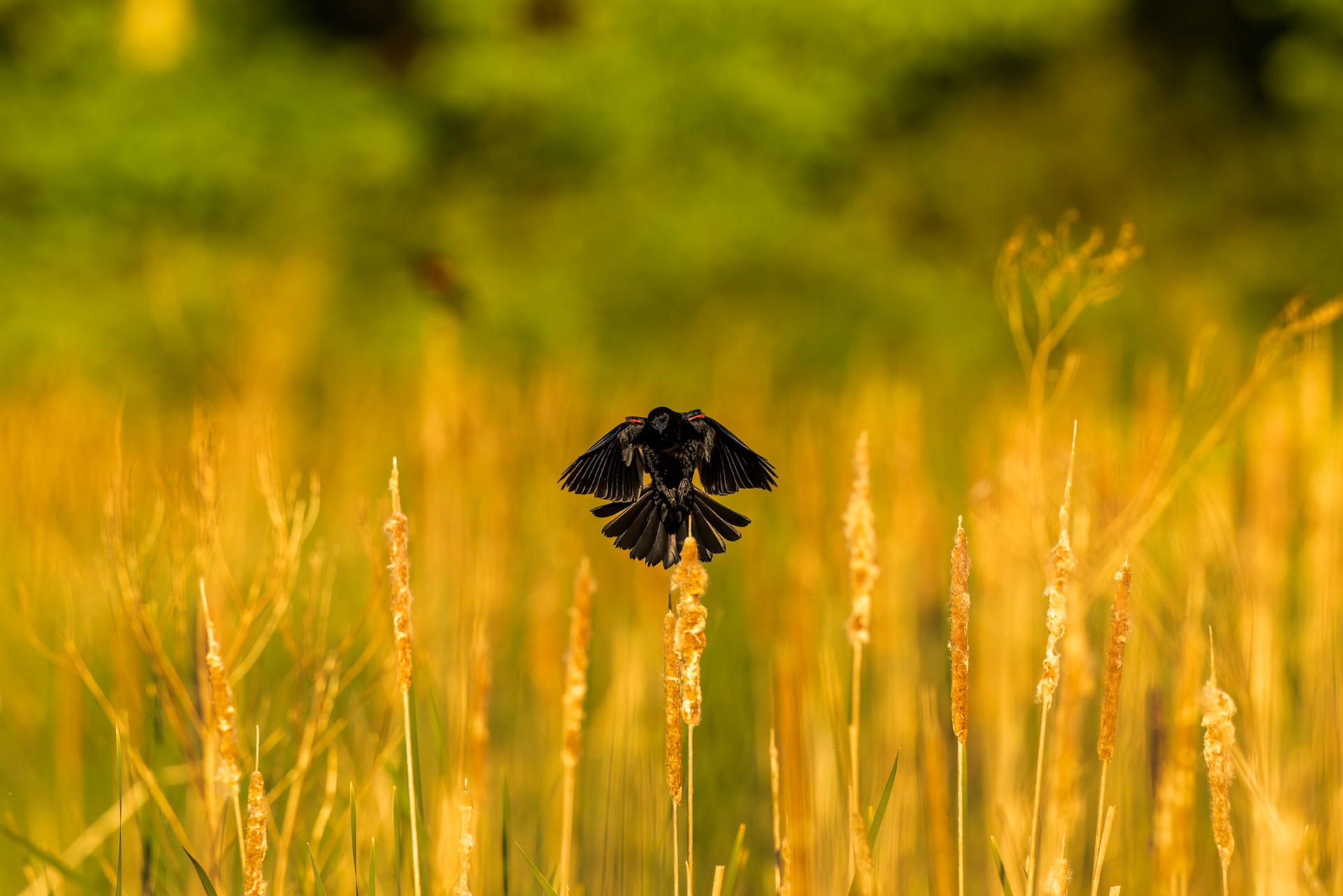 Red-winged Black Bird