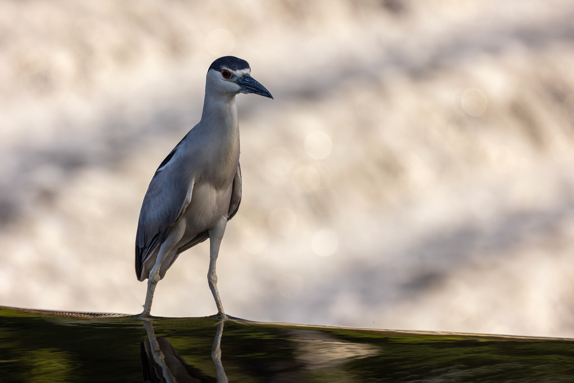 Adult Black Crowned Nigh Heron (Nycticorax nycticorax)