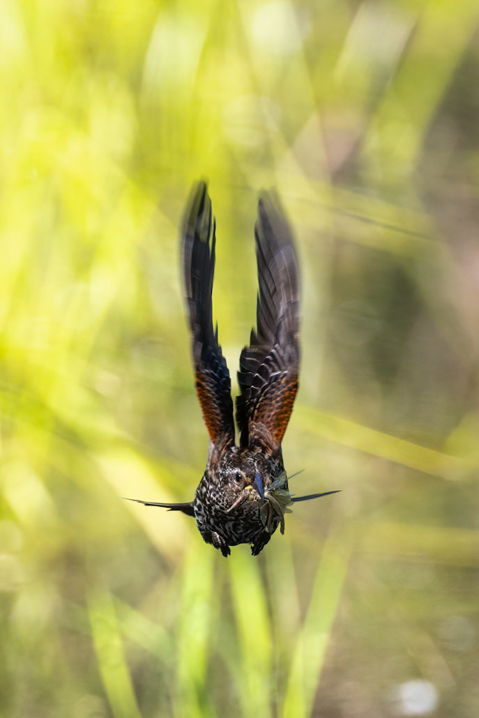 Female Red-winged blackbird (Agelaius phoeniceus)