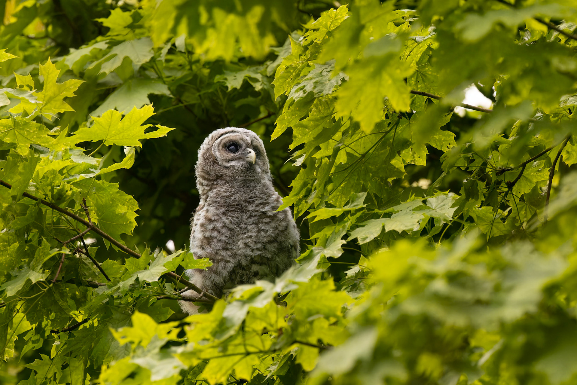 Juvenile Barred Owl