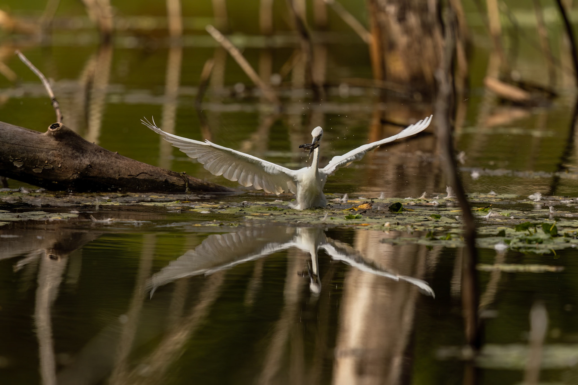 Little Blue Heron