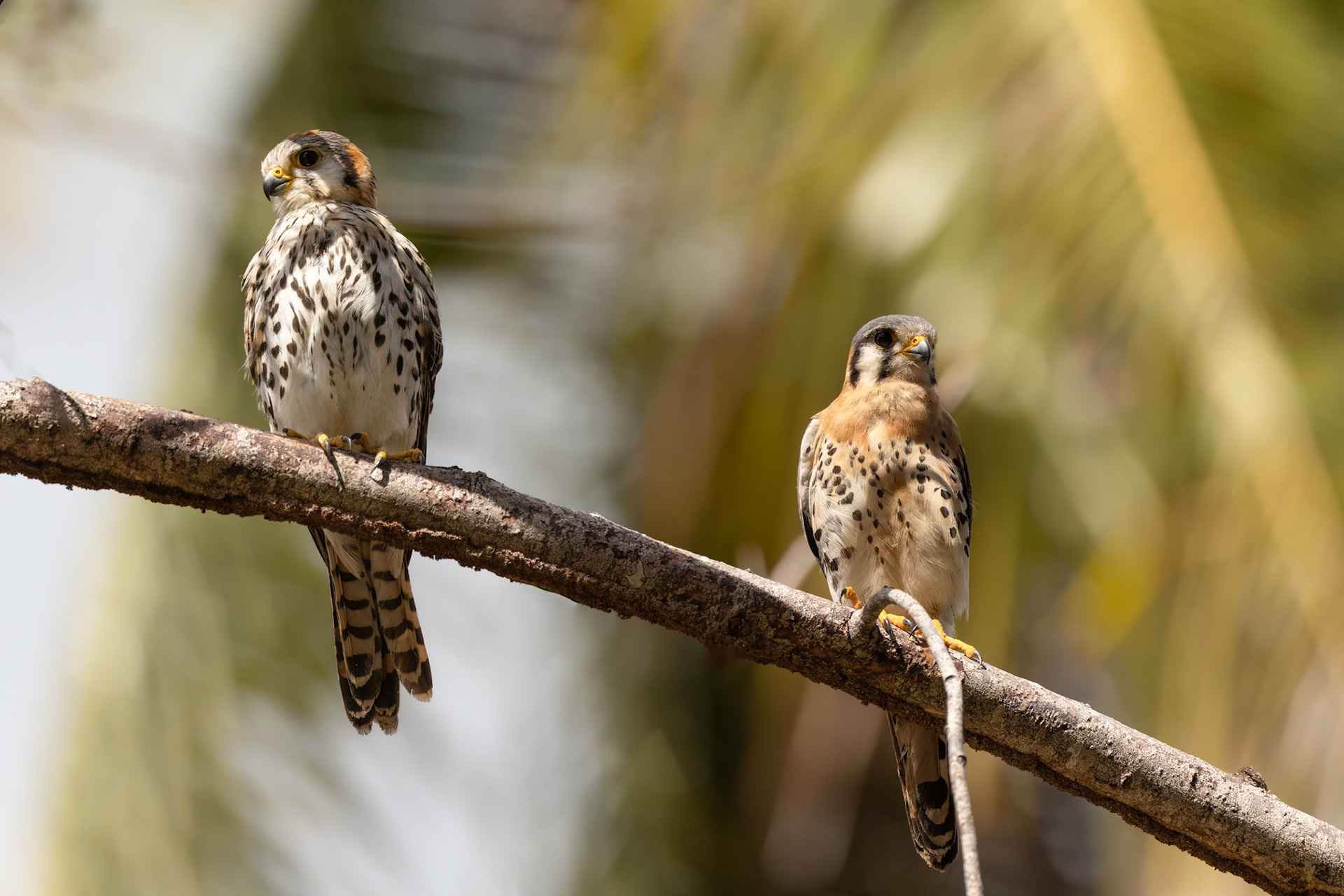 America Kestrels