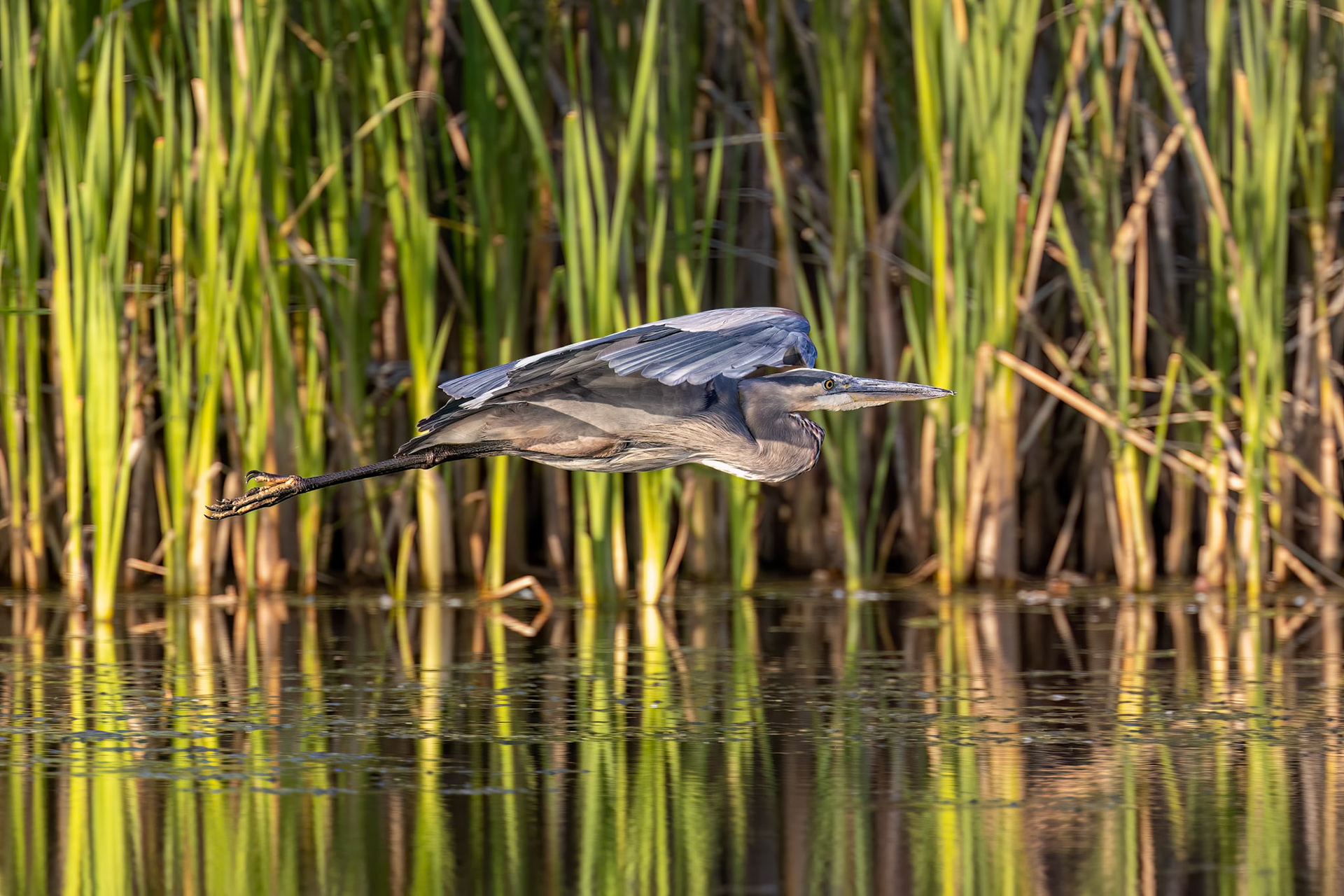 "Reflections" Great Blue Heron (Ardea herodias)