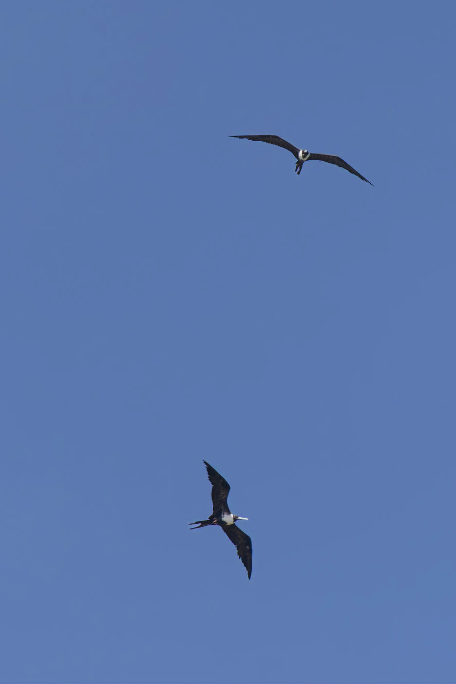 Magnificent frigatebird (Fregata magnificens)