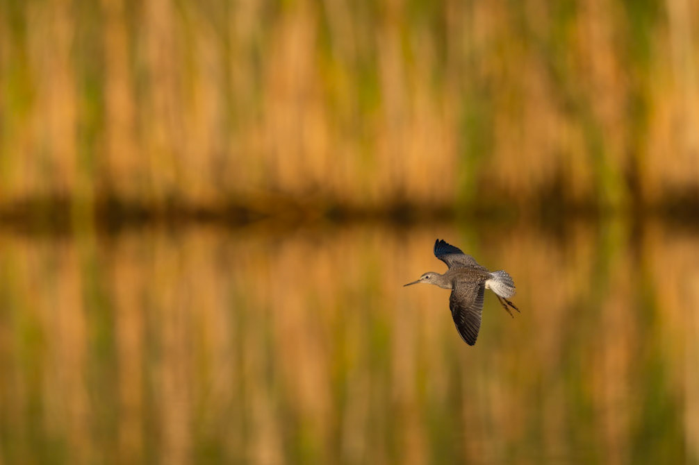 Solitary Sandpiper