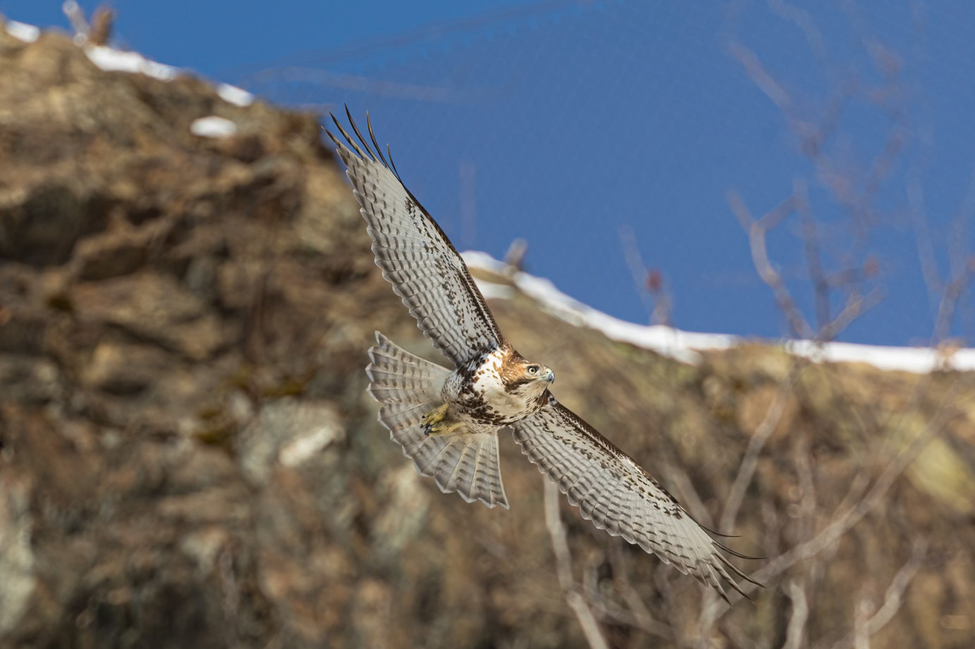 Red Tailed Hawk (Buteo jamaicensis)