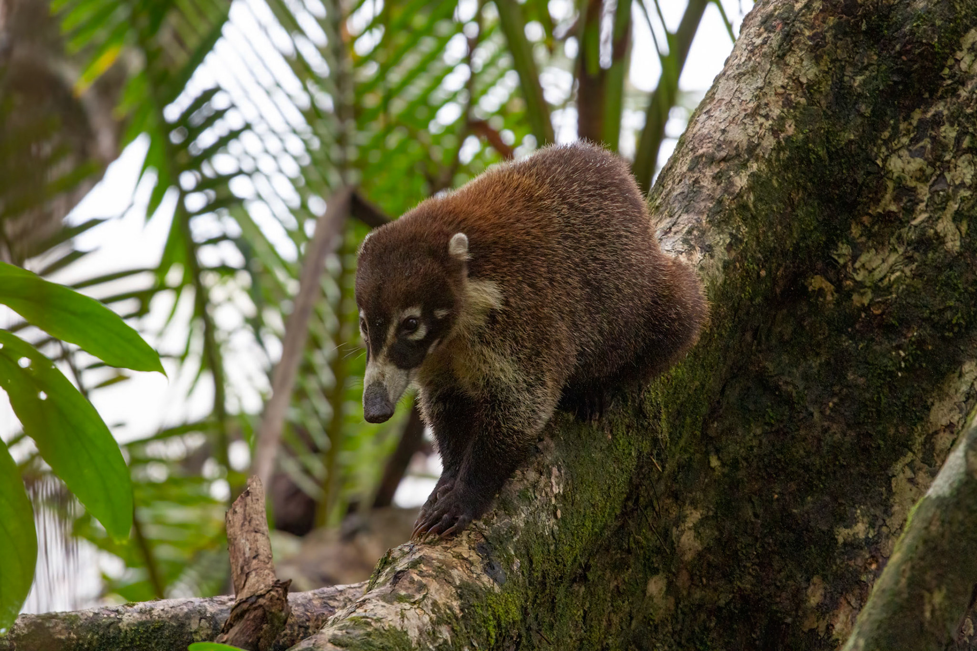 Coati (Nasua nasua)