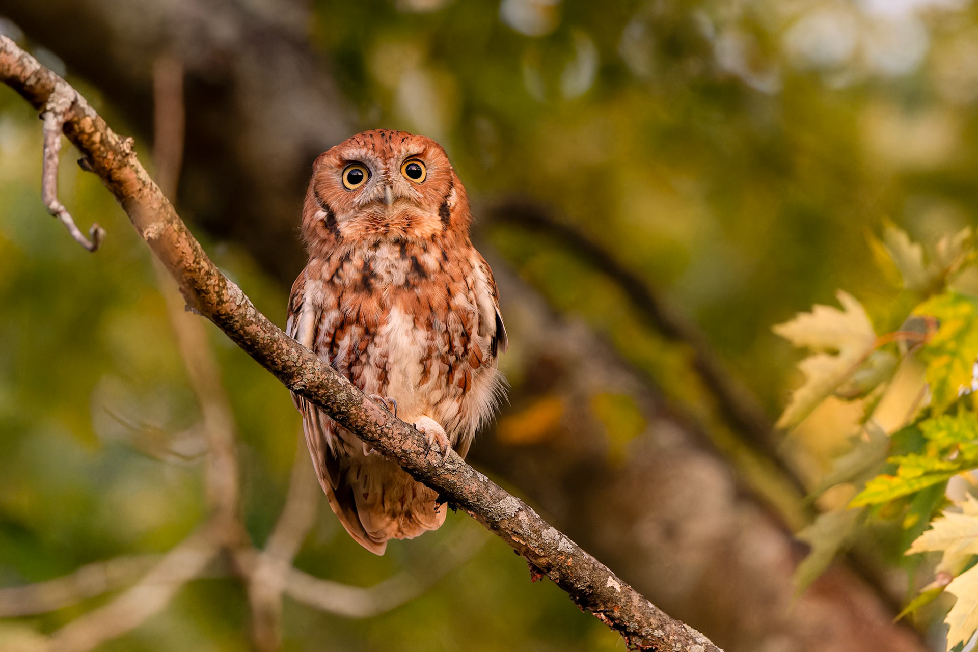Eastern Screech-Owl