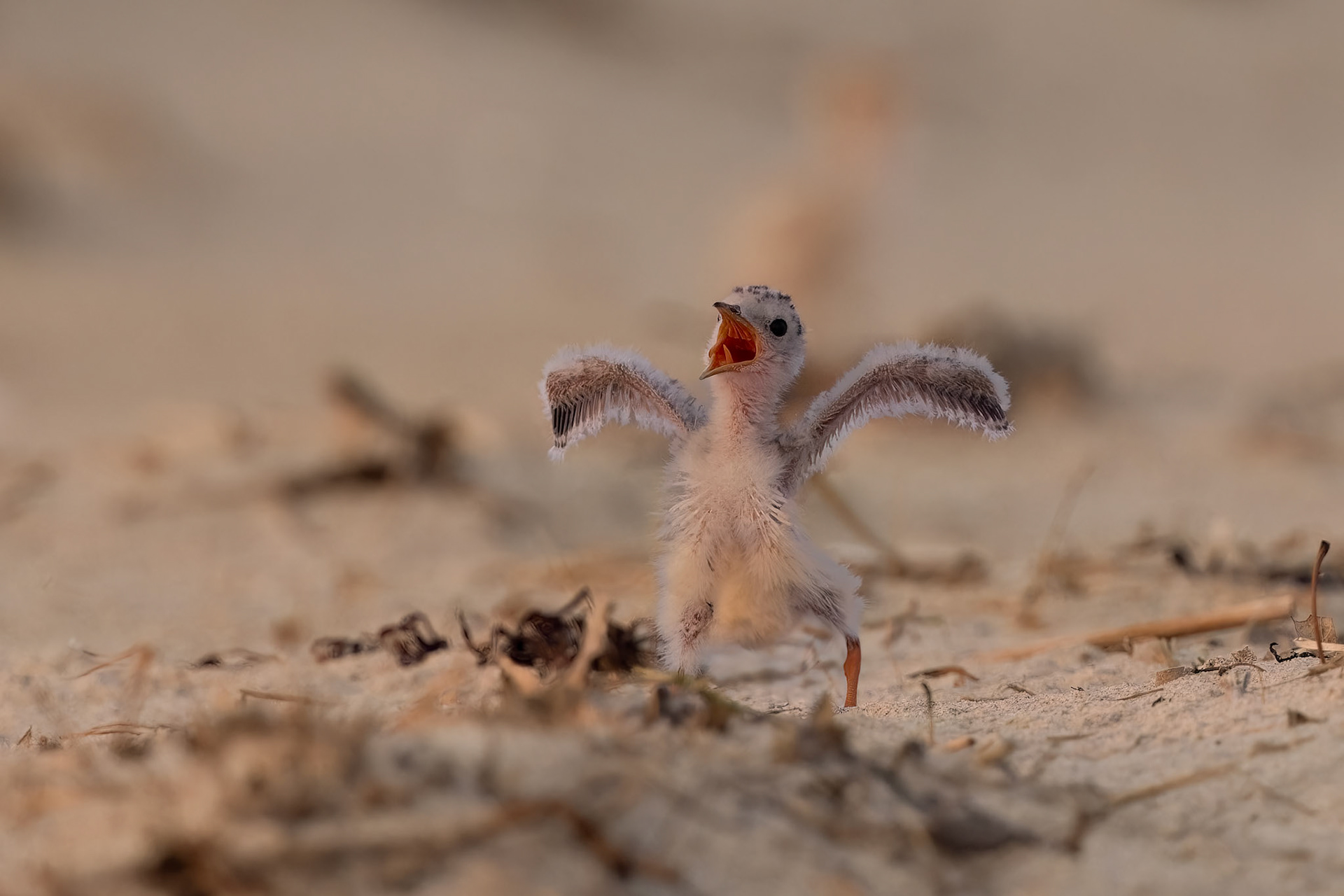 Where is the beach party ?