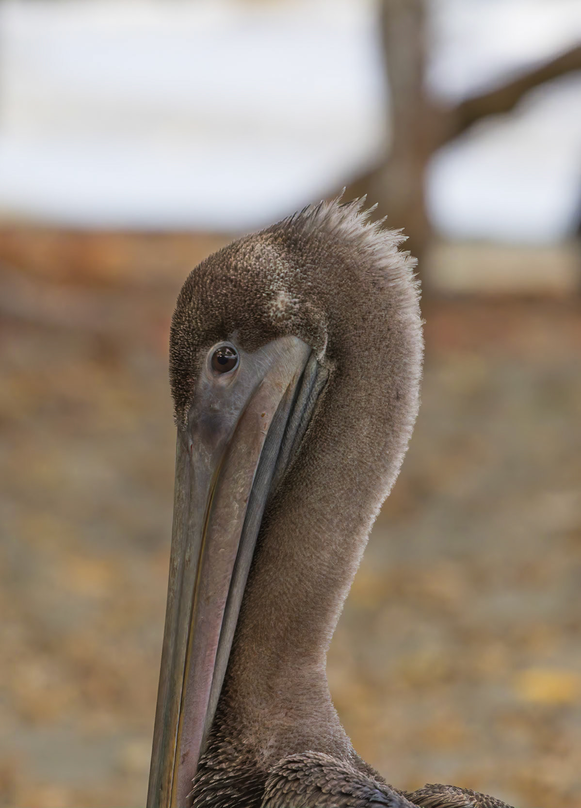 Brown Pelican (Pelecanus occidentalis)