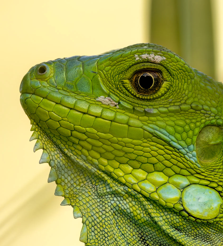 Green Iguana