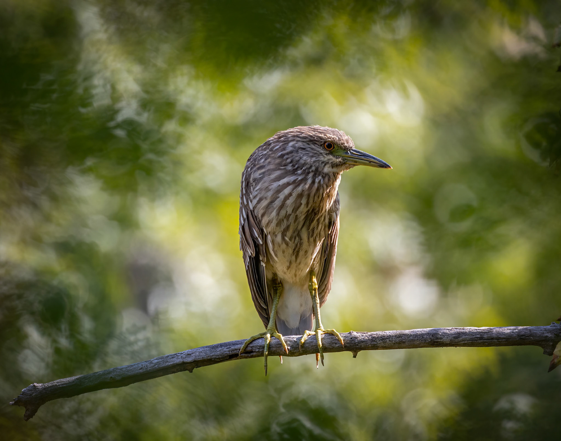 Juvi Black Crowned Night Heron (Nycticorax nycticorax)