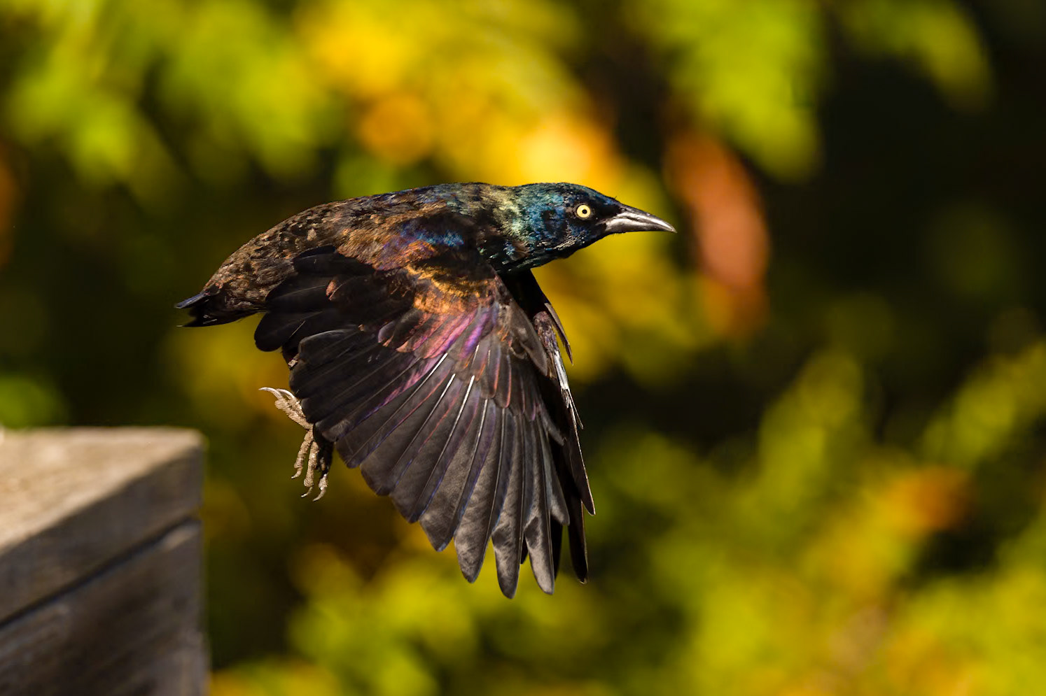 Common Grackle (Quiscalus quiscula)