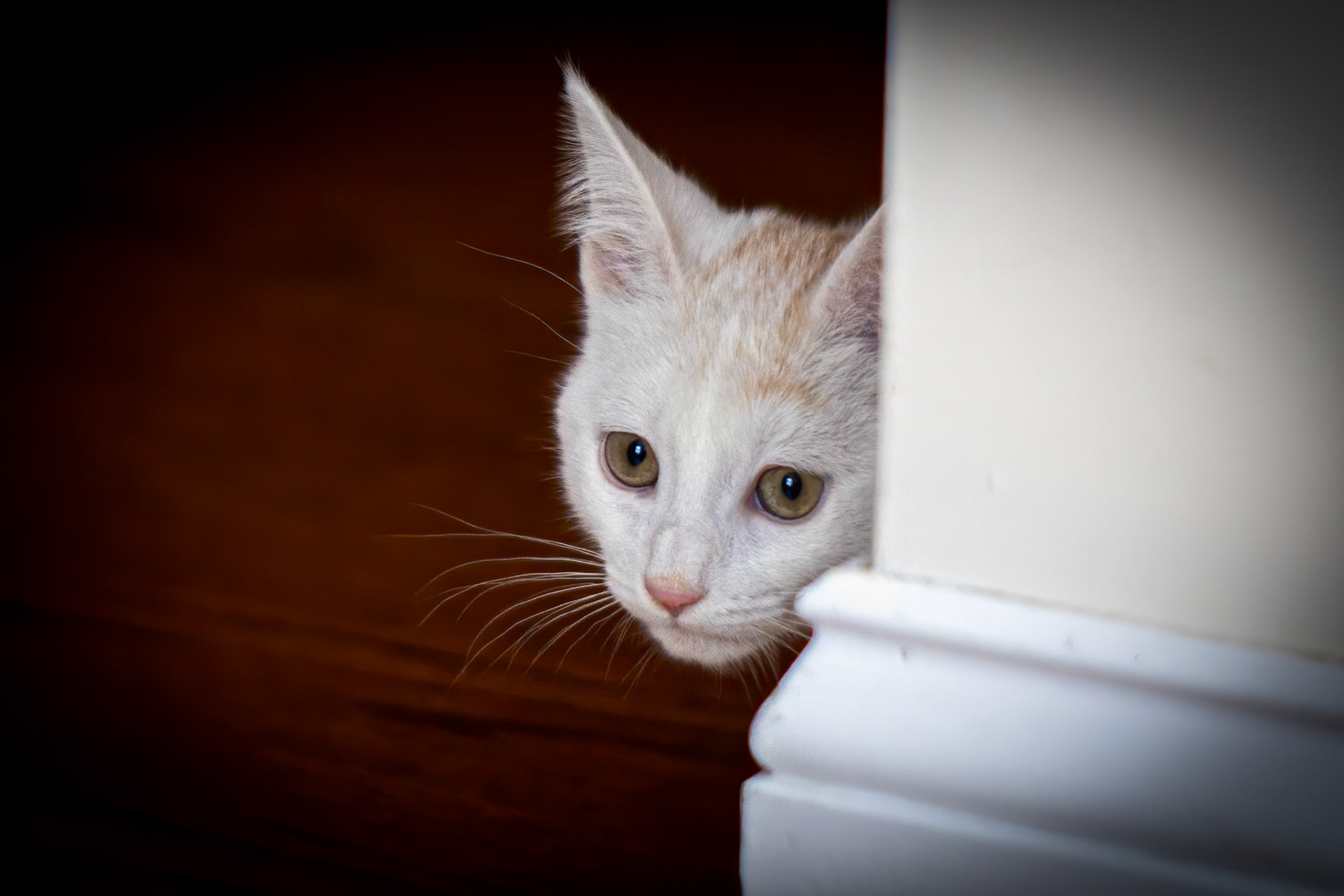 Filippo when was a little Kittie