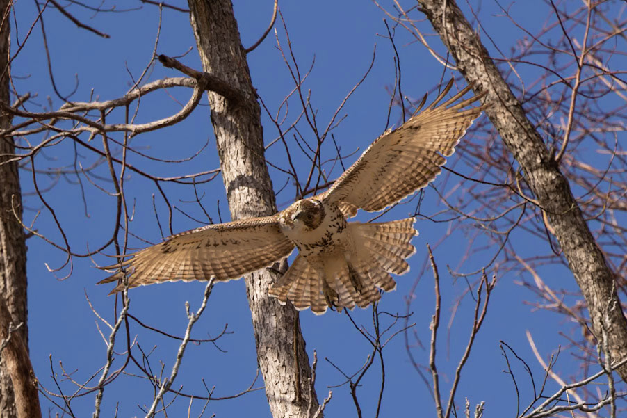 Red-tailed Hawk
