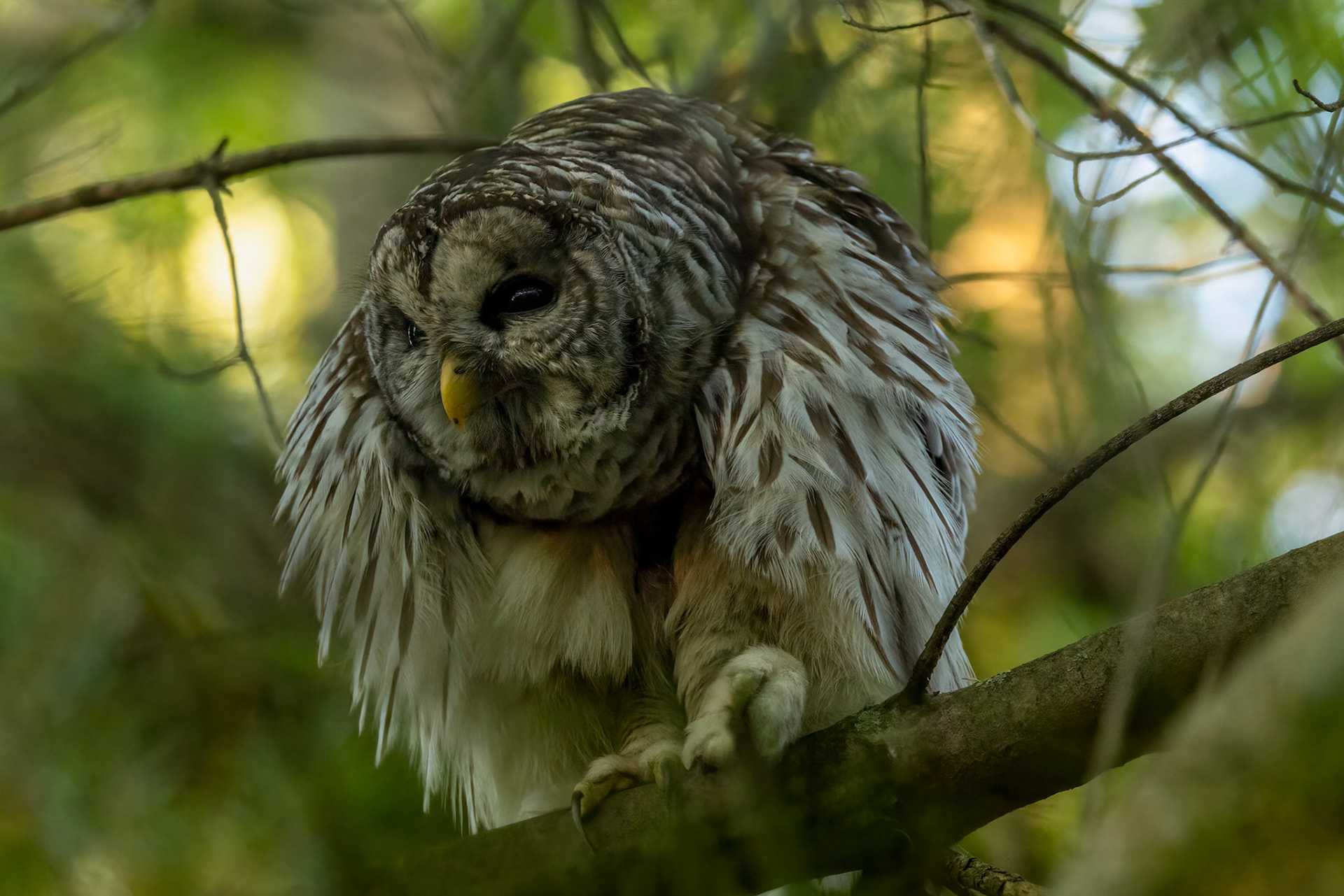 Barred Owl