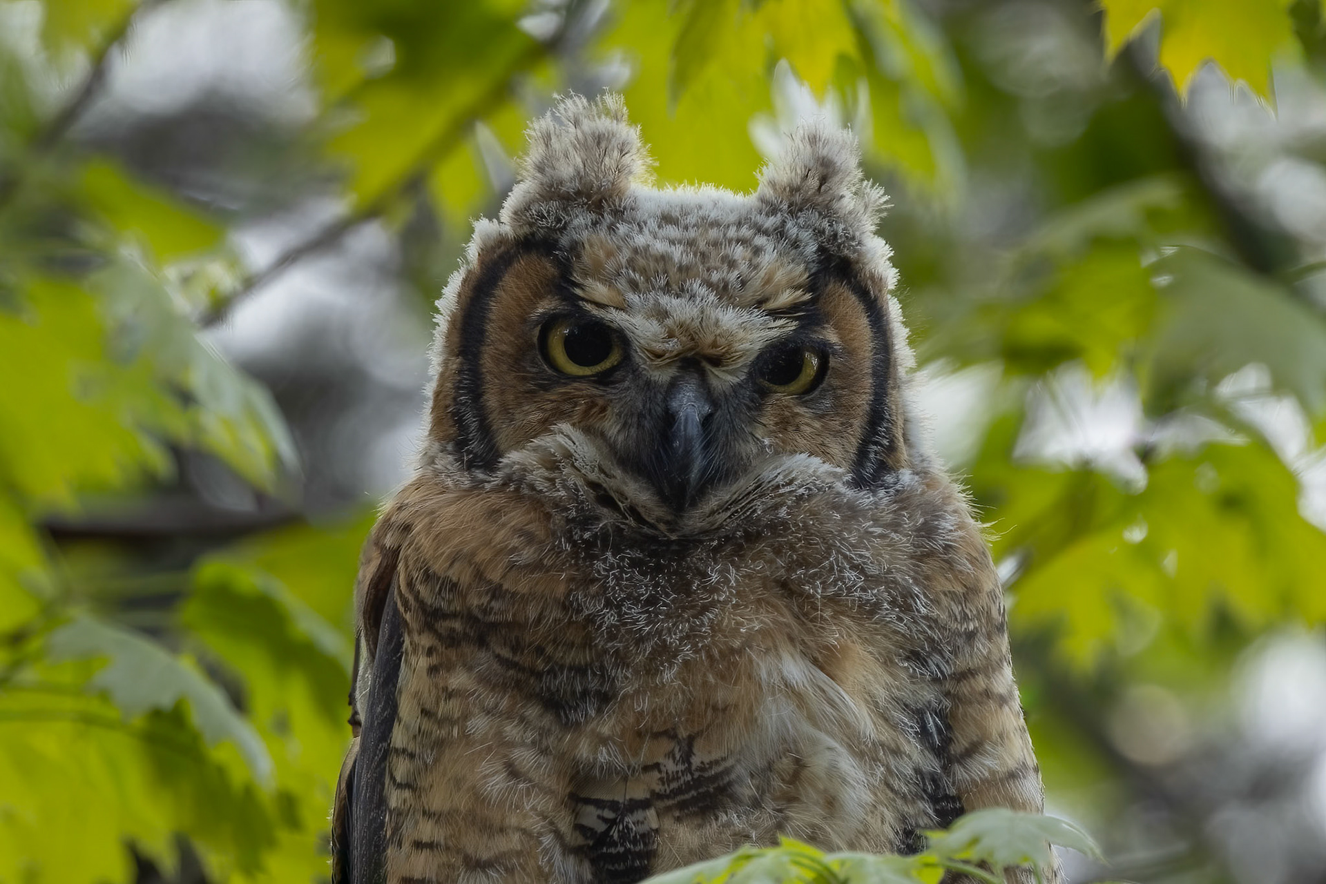 Great Horned Owlet (Bubo Virginianus)