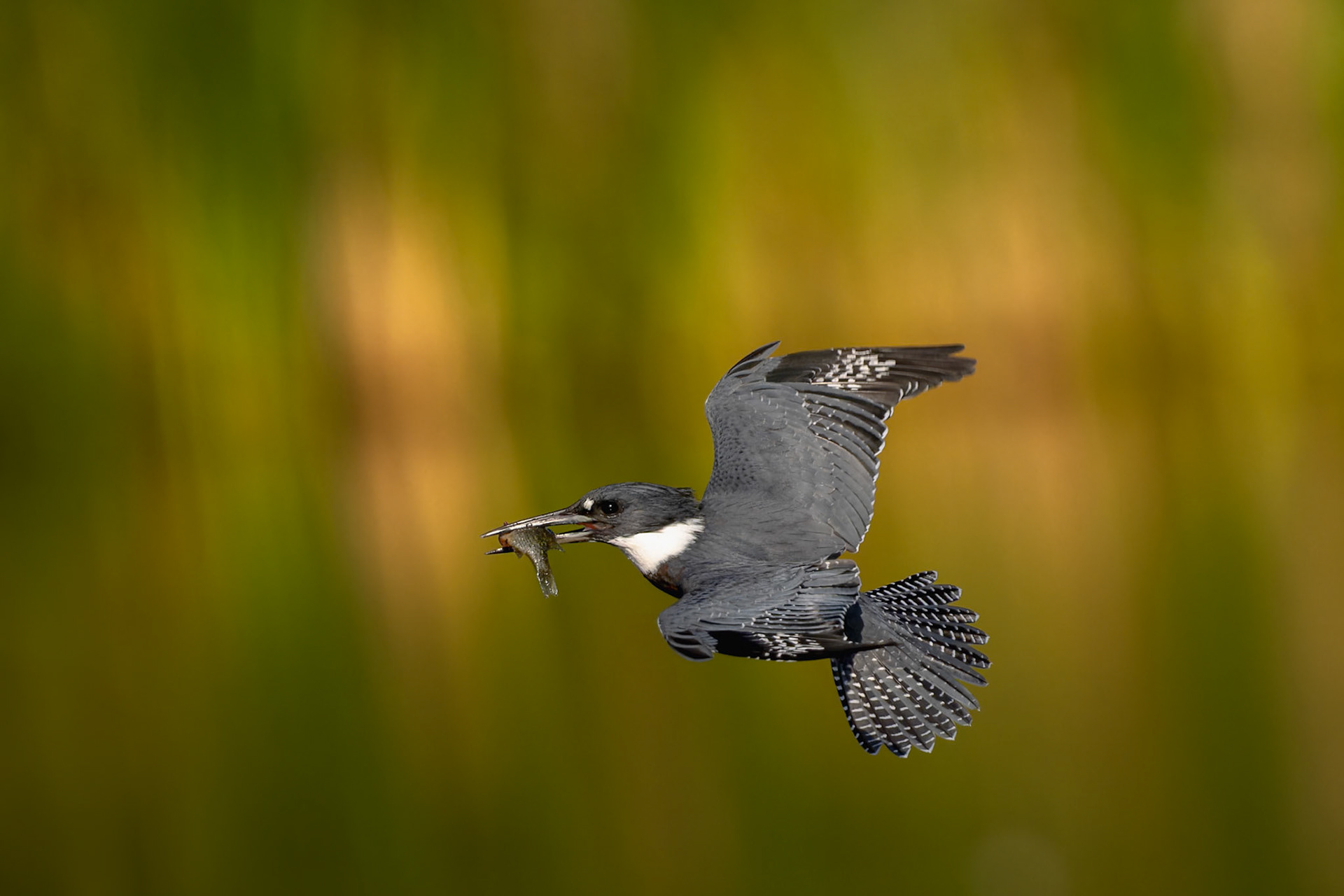 Belted Kingfisher