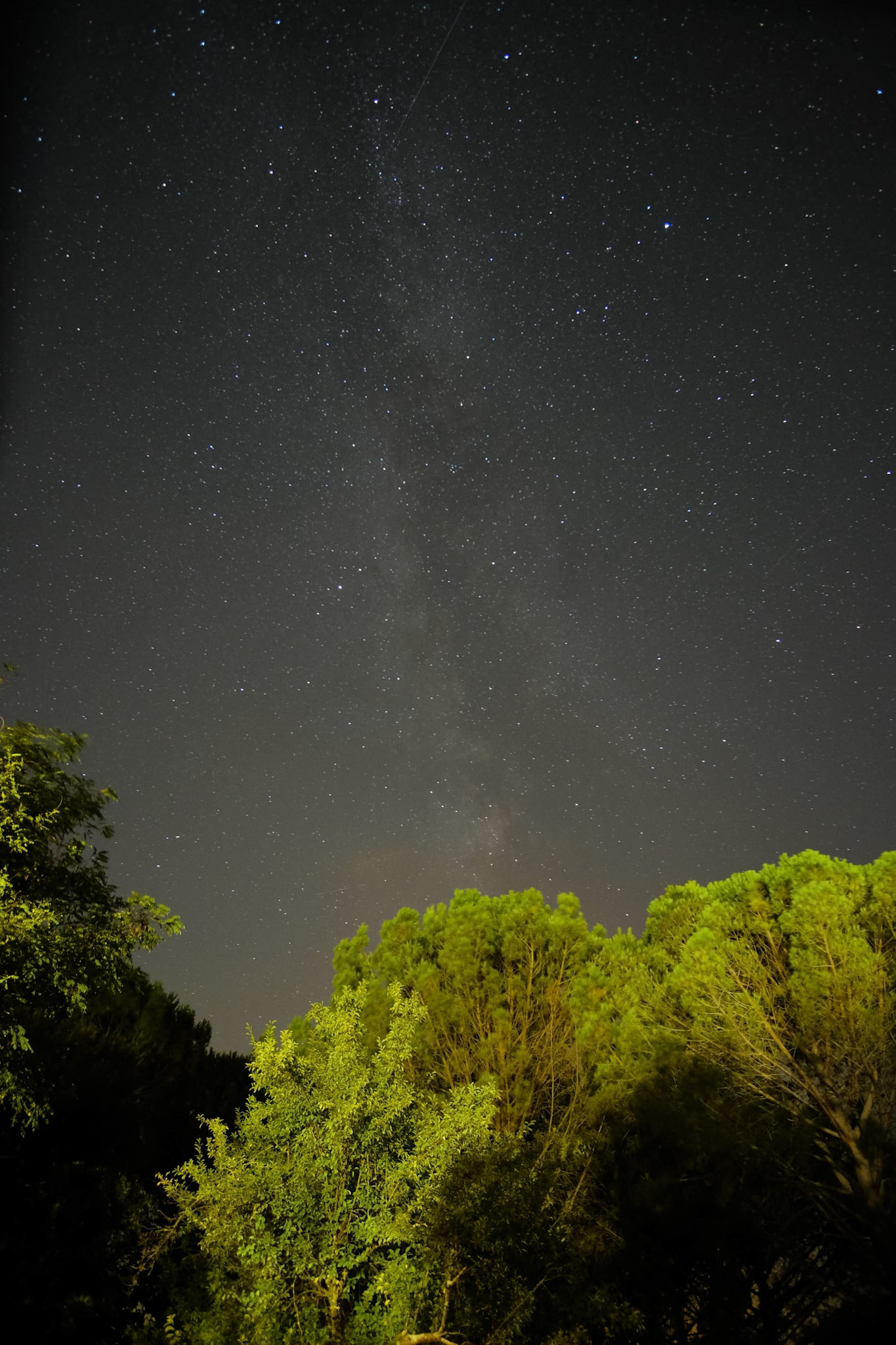 "Milky Way and Pine Trees" Saturnia, Italy