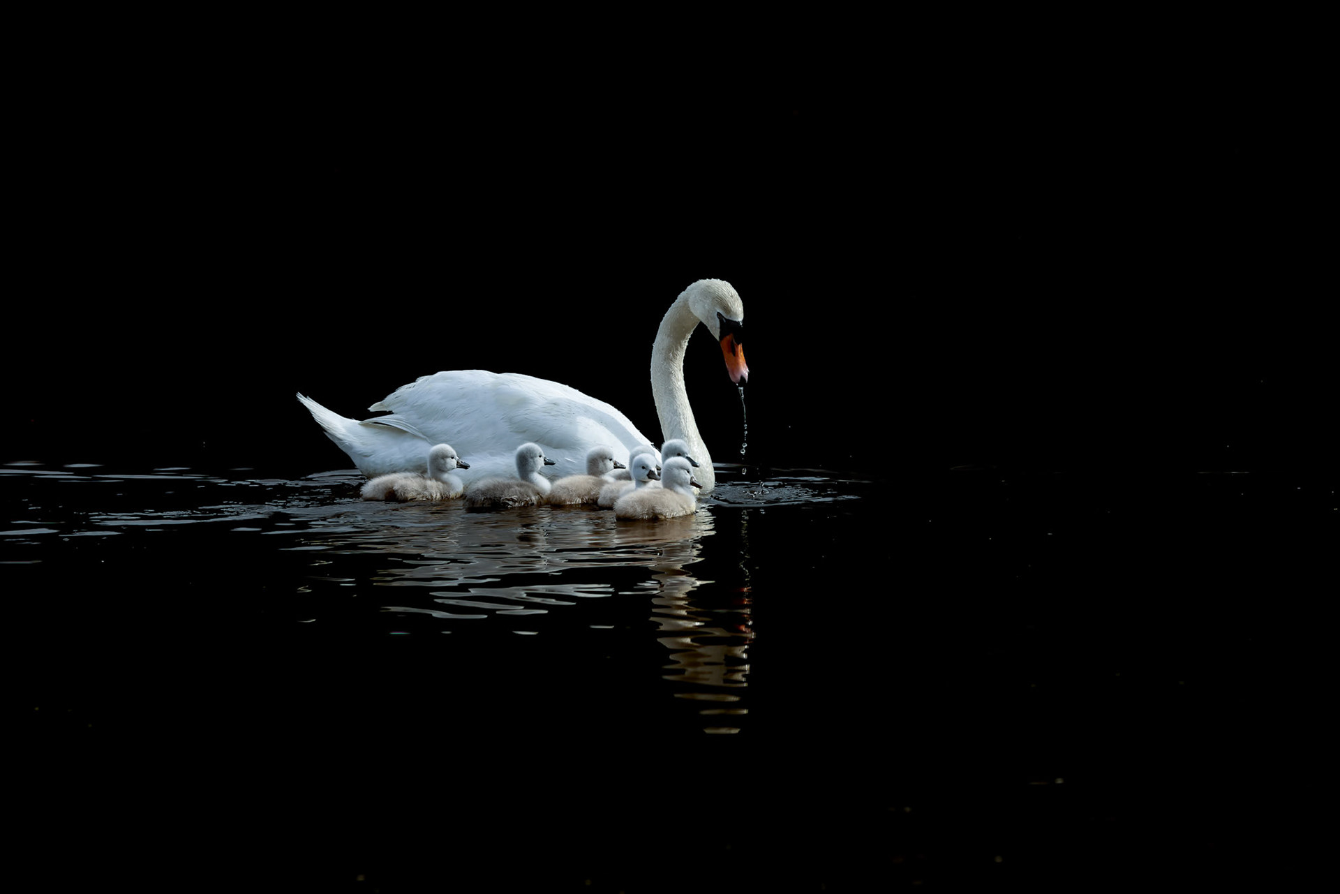 Swans family