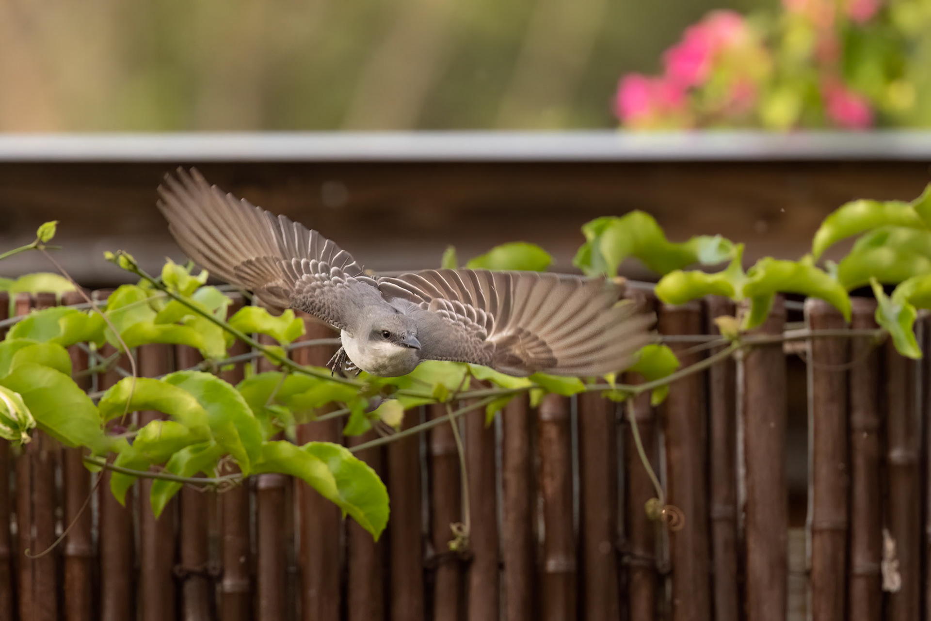 Gray Kingbird