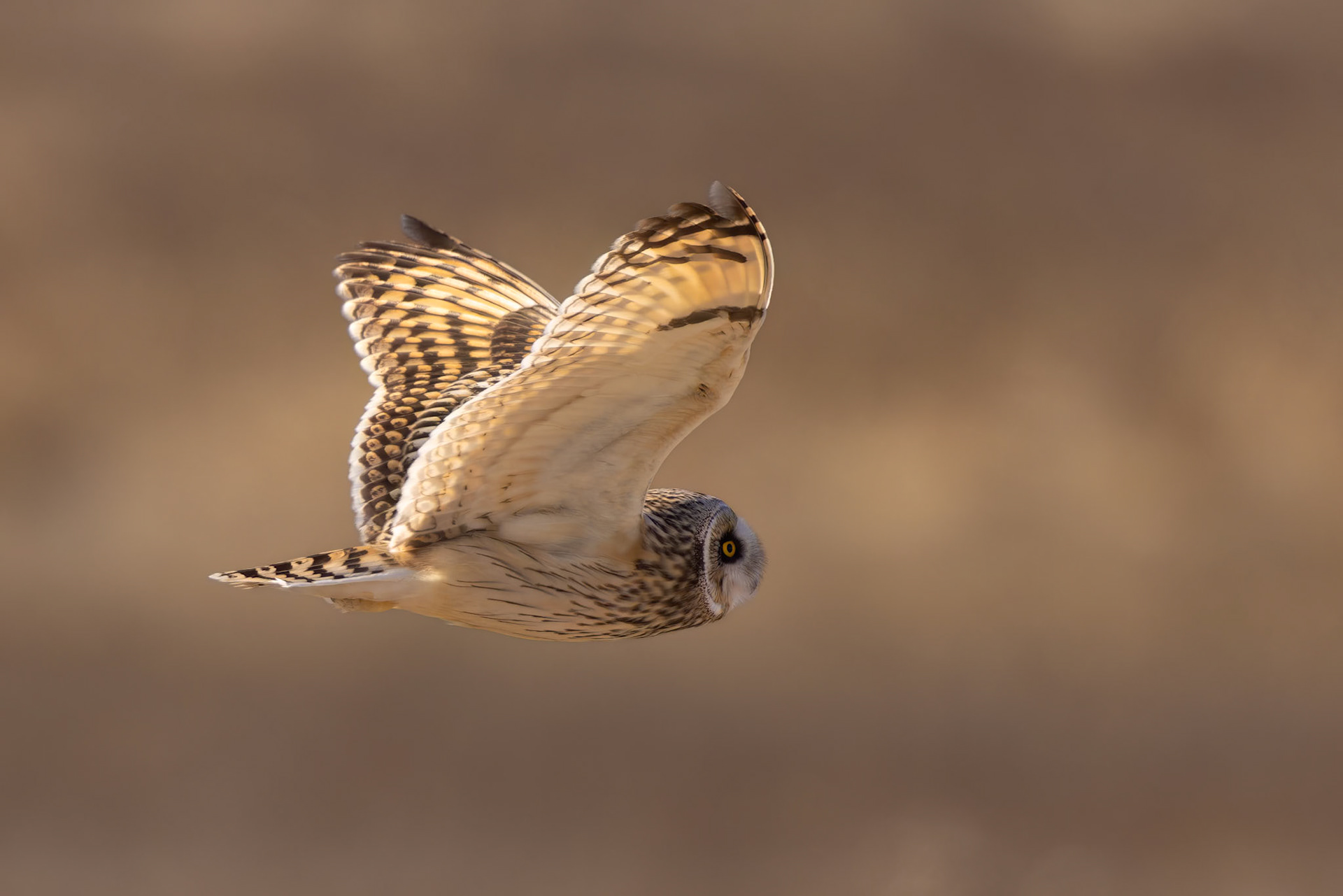 Short-eared Owl