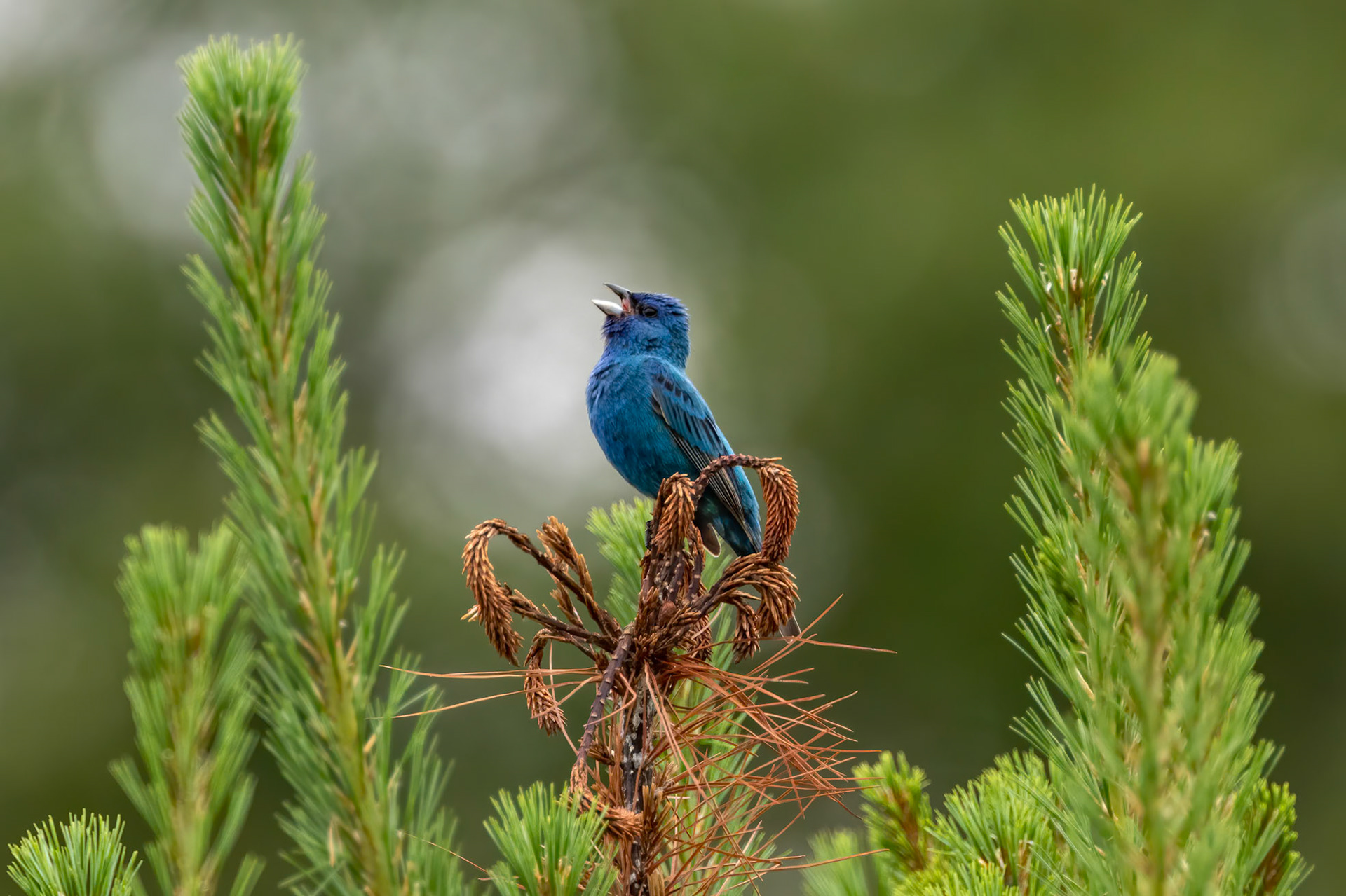 "The Tenor" Indigo Bunting (Passerina cyanea)