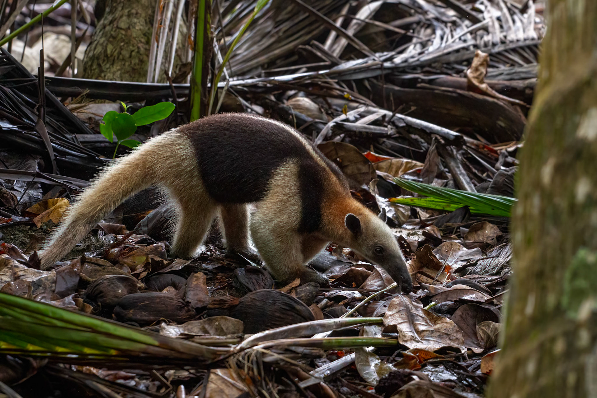 Anteater (Tamandua tetradactyla)