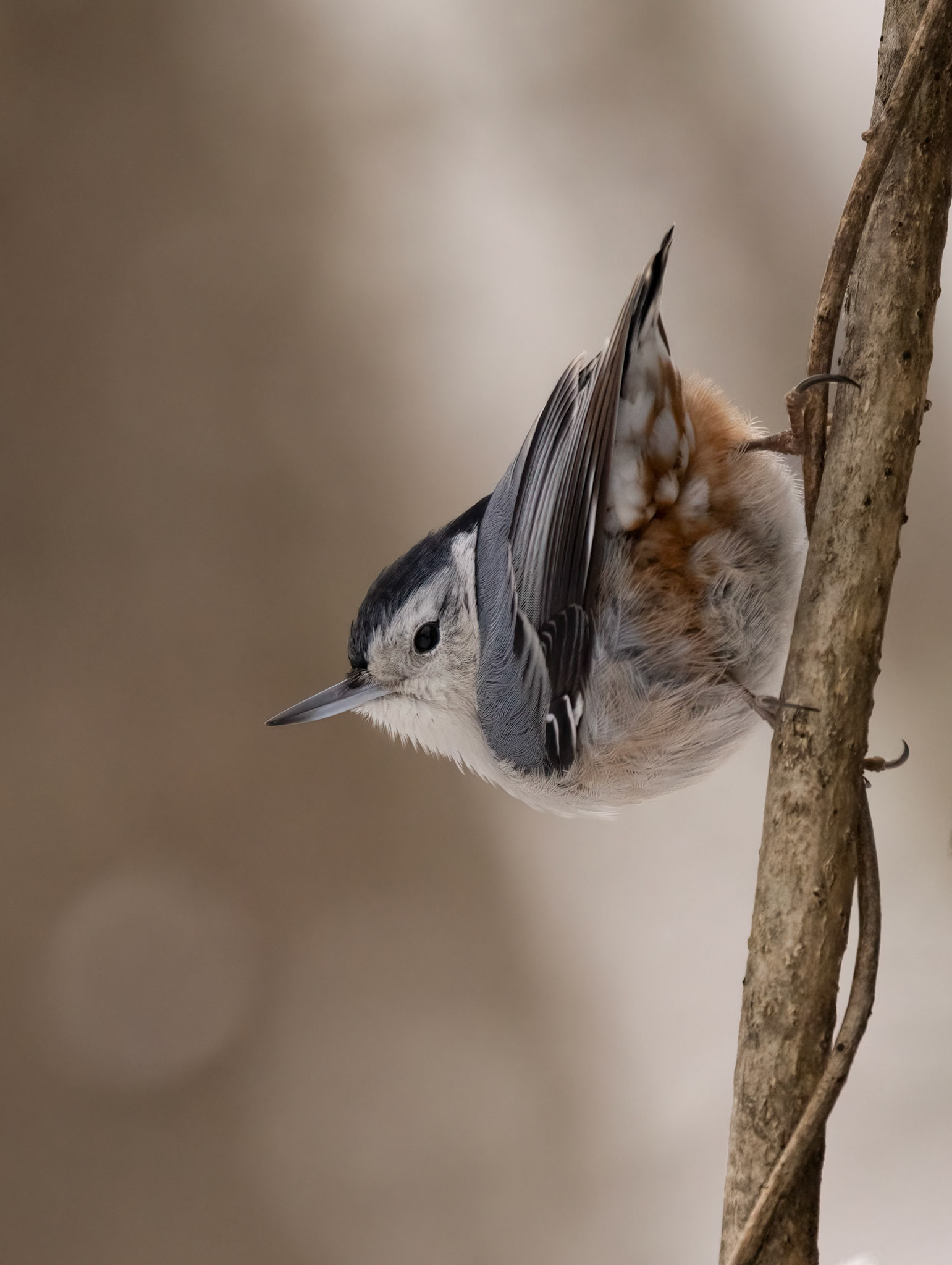 White-breasted Nuthatch (Sitta Carolinensis)