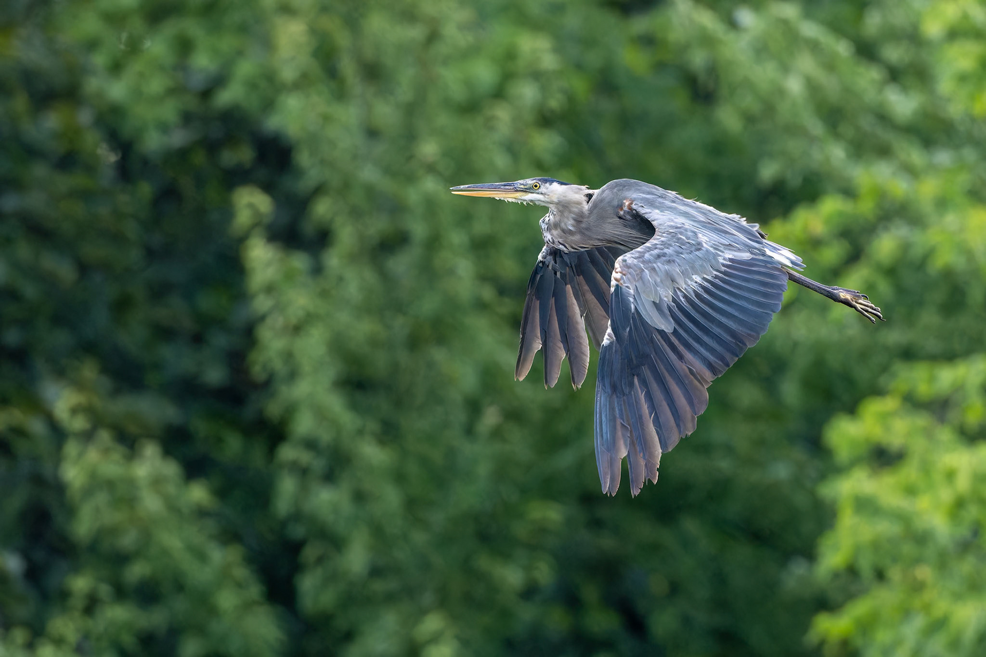 Great Blue Heron