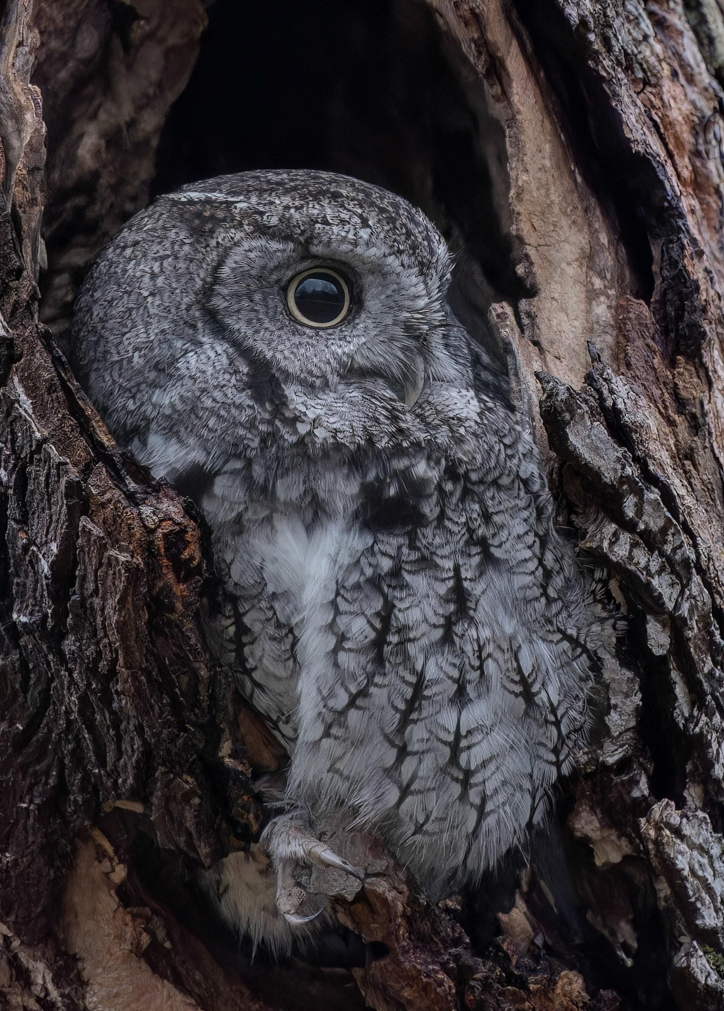Eastern Screech Owl (Gray morph)