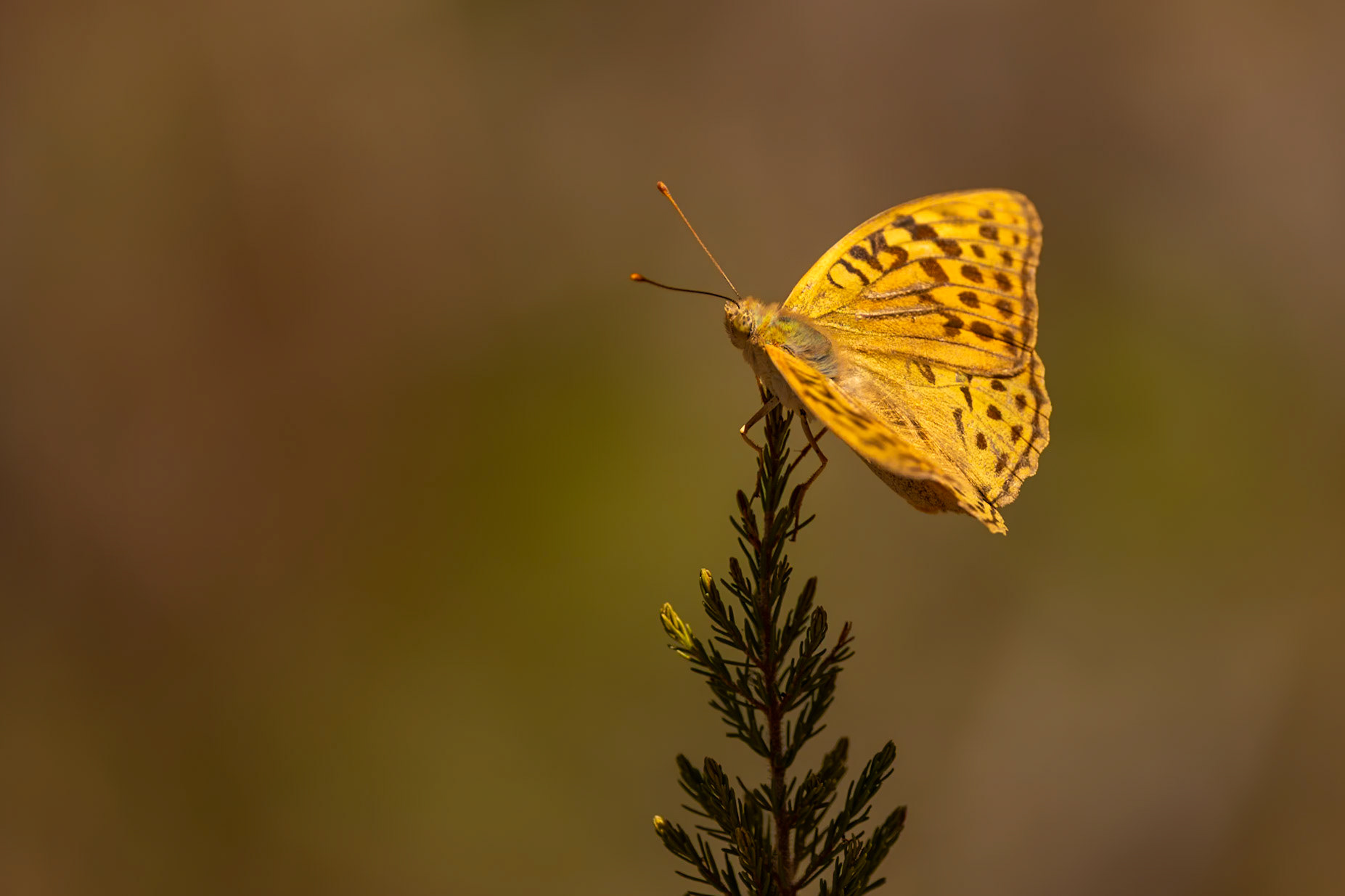 Argynnis pandora