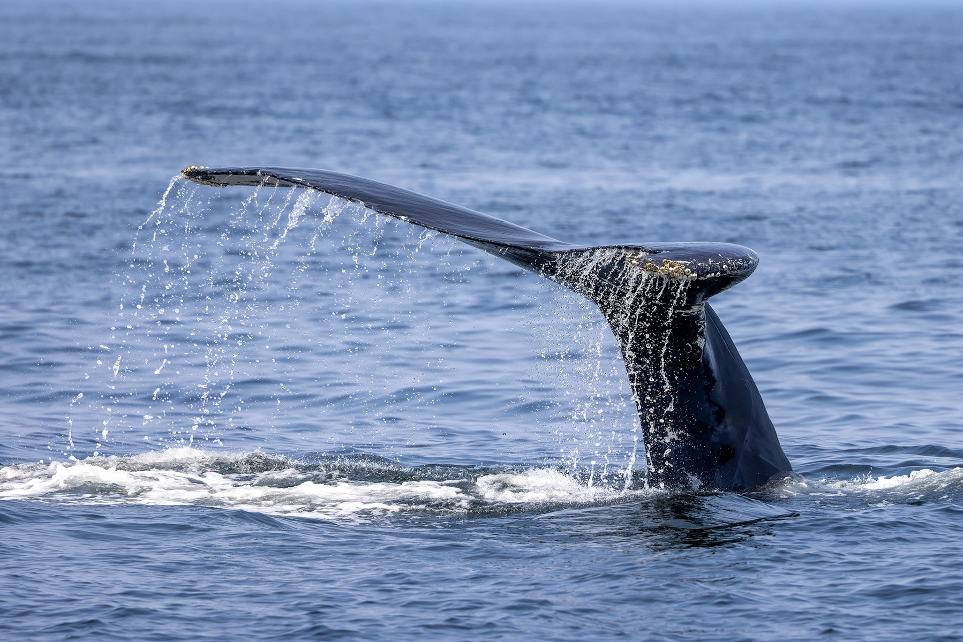Whalewatching Rye (NH)