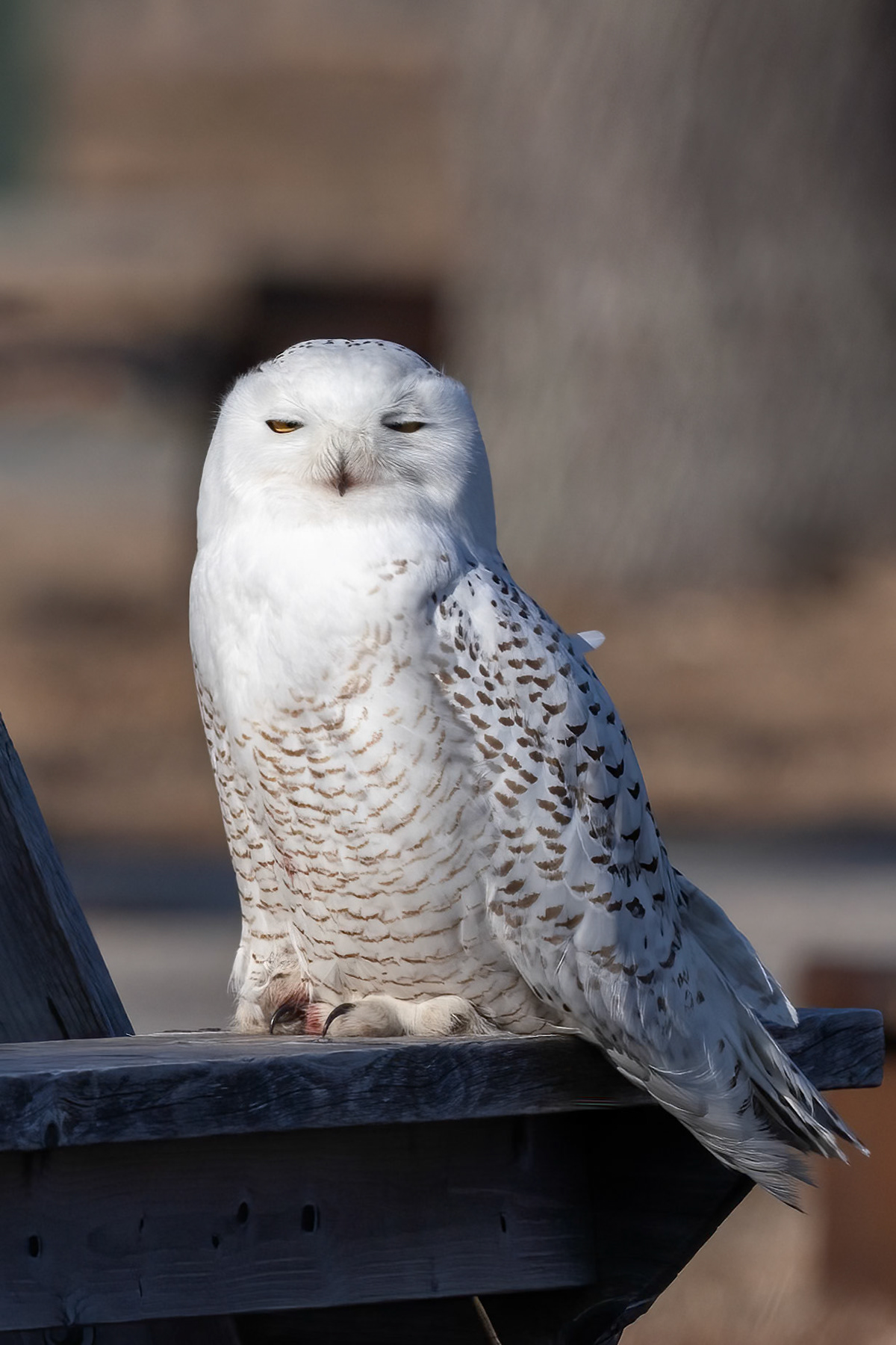 Snowy Owl (Bubo scandiacus)