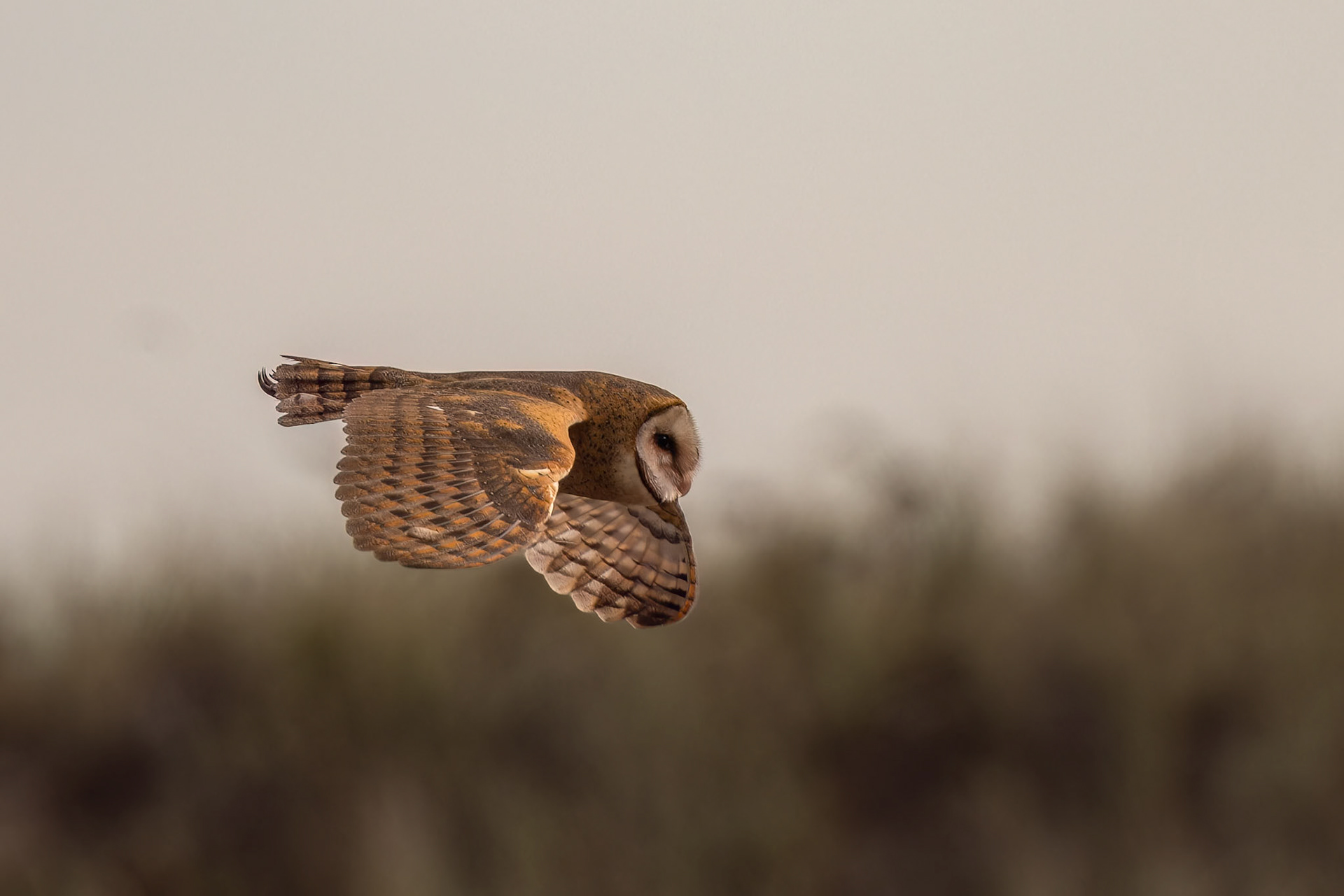 Barn Owl