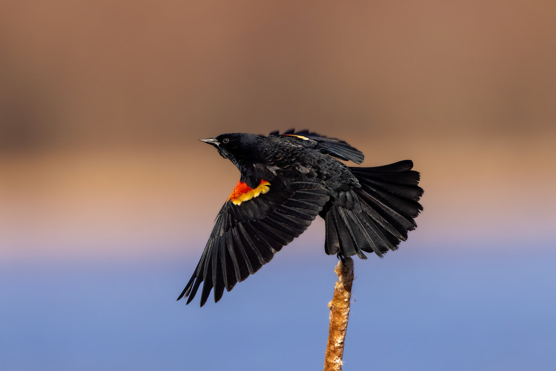 Red-winged Blackbird