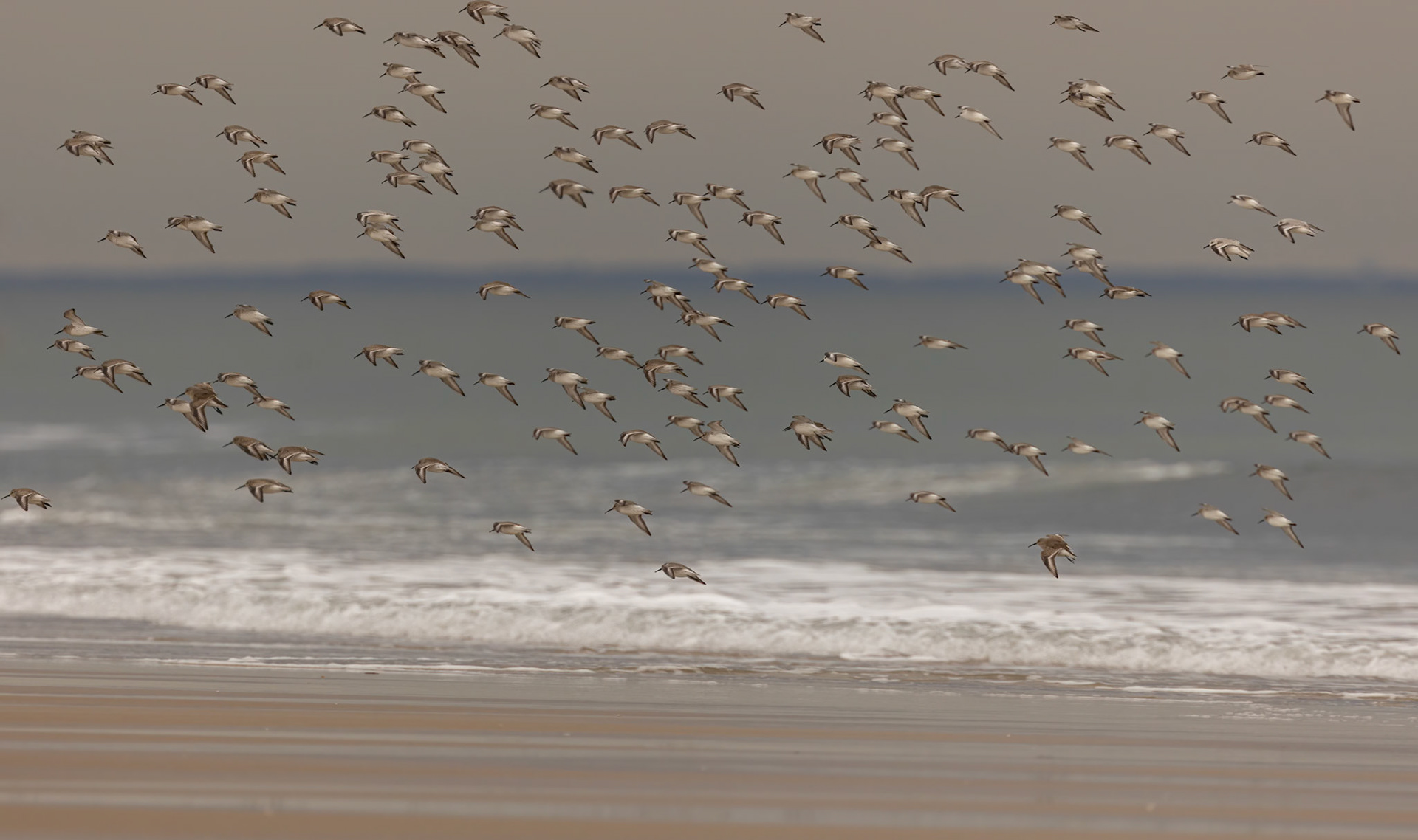"Plum Island"                                     Sanderling (Calidris alba)