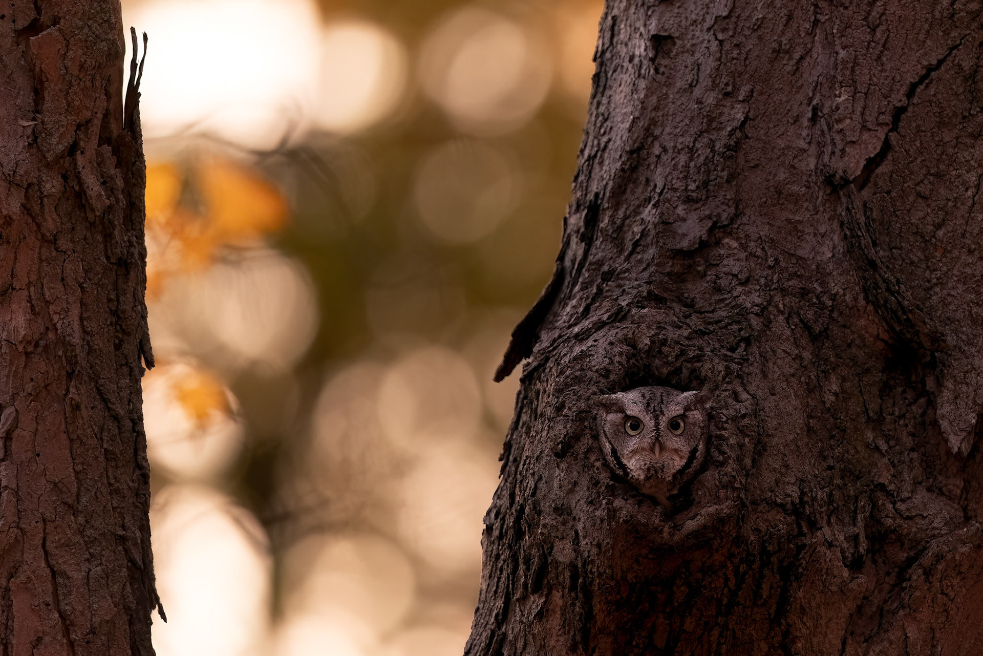 Eastern Screech Owl