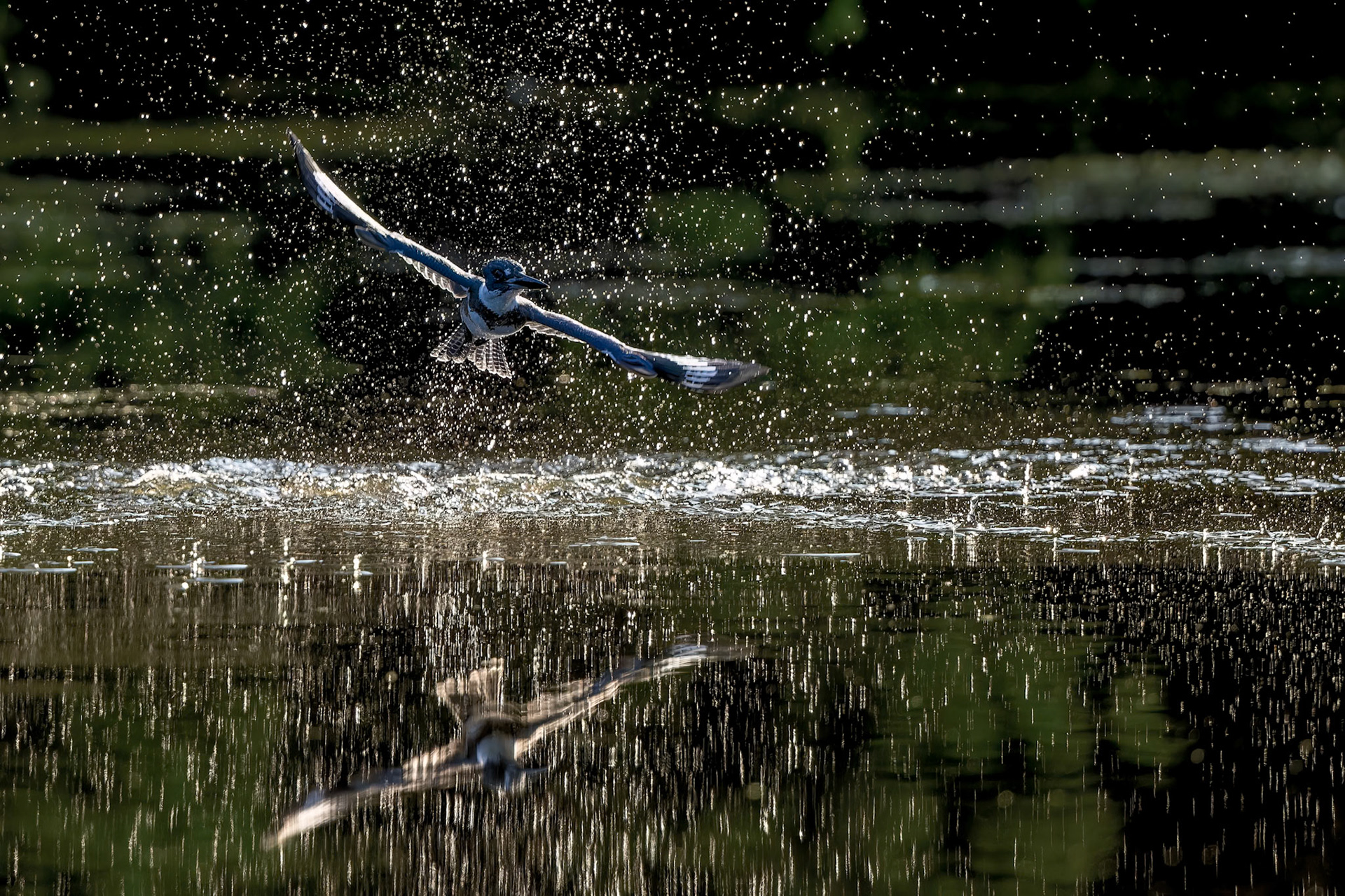 The Splash