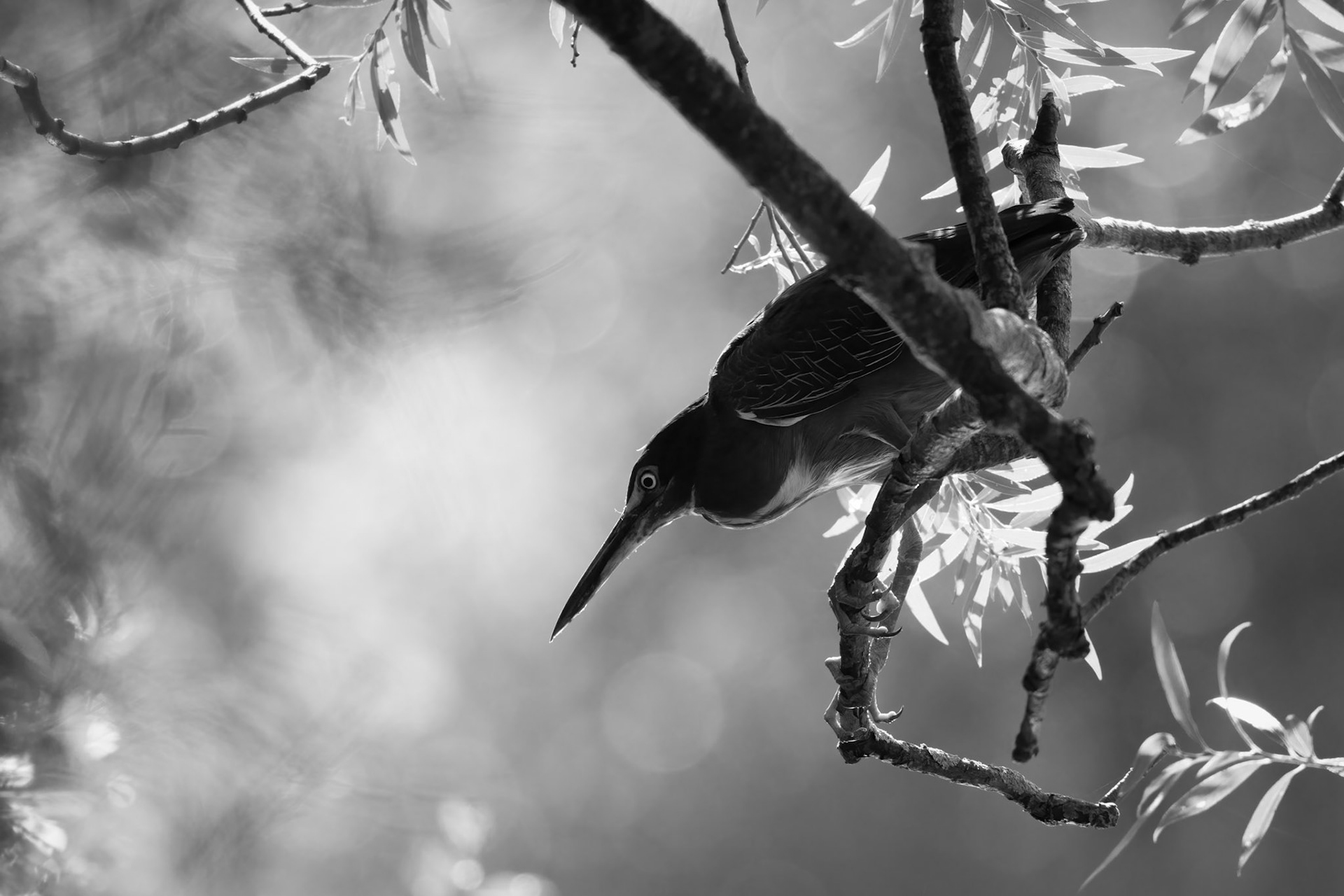 Juvi Green Heron (Butorides virescens)
