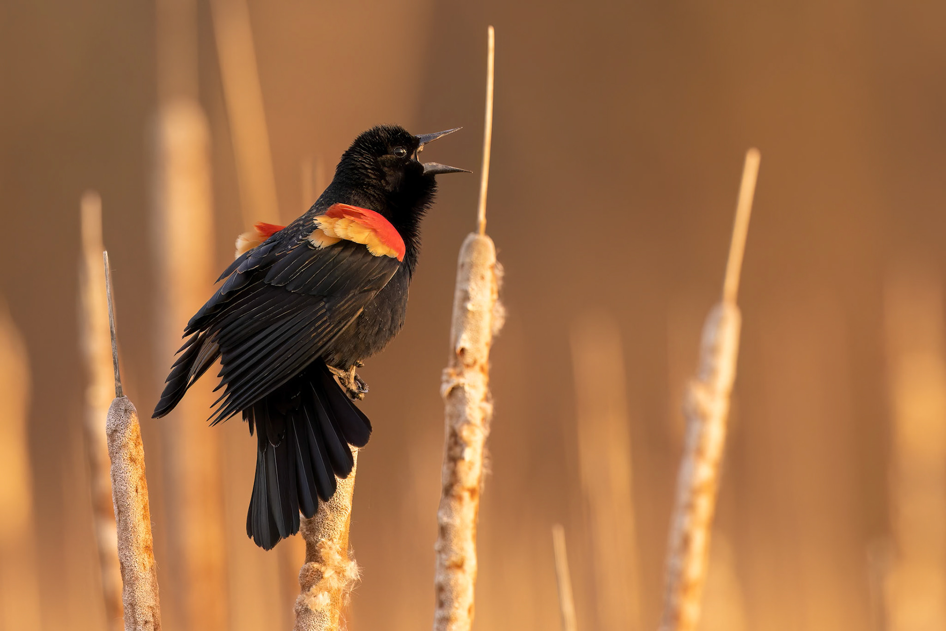 Red Widget Blackbird (Agelaius phoeniceus)