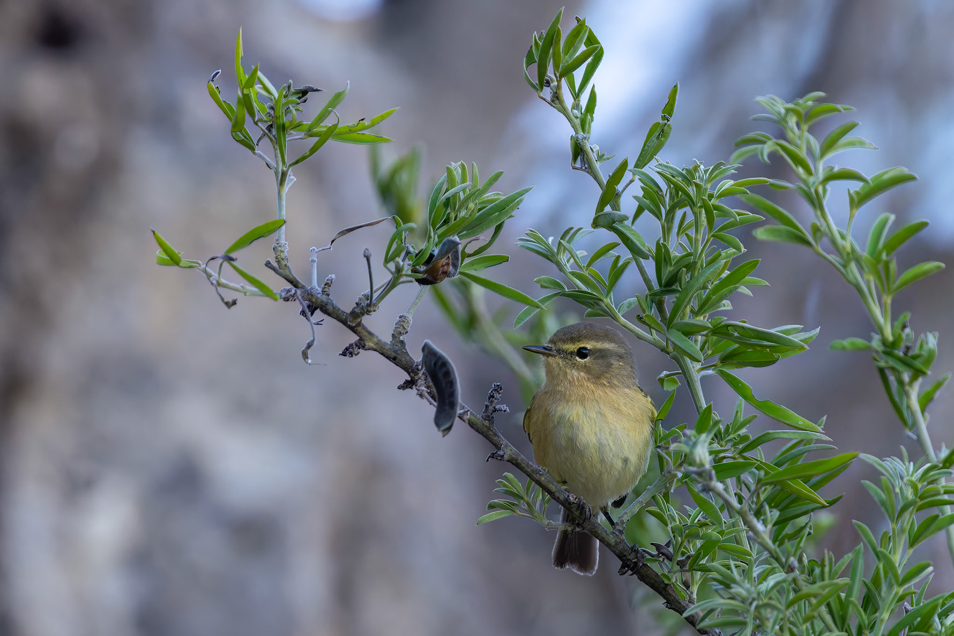 Canary Islands Chiffchaff (Phyloscopus Canariensis)