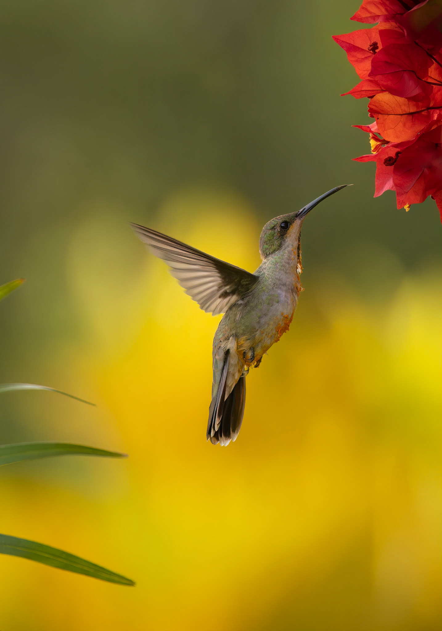 Hummingbird